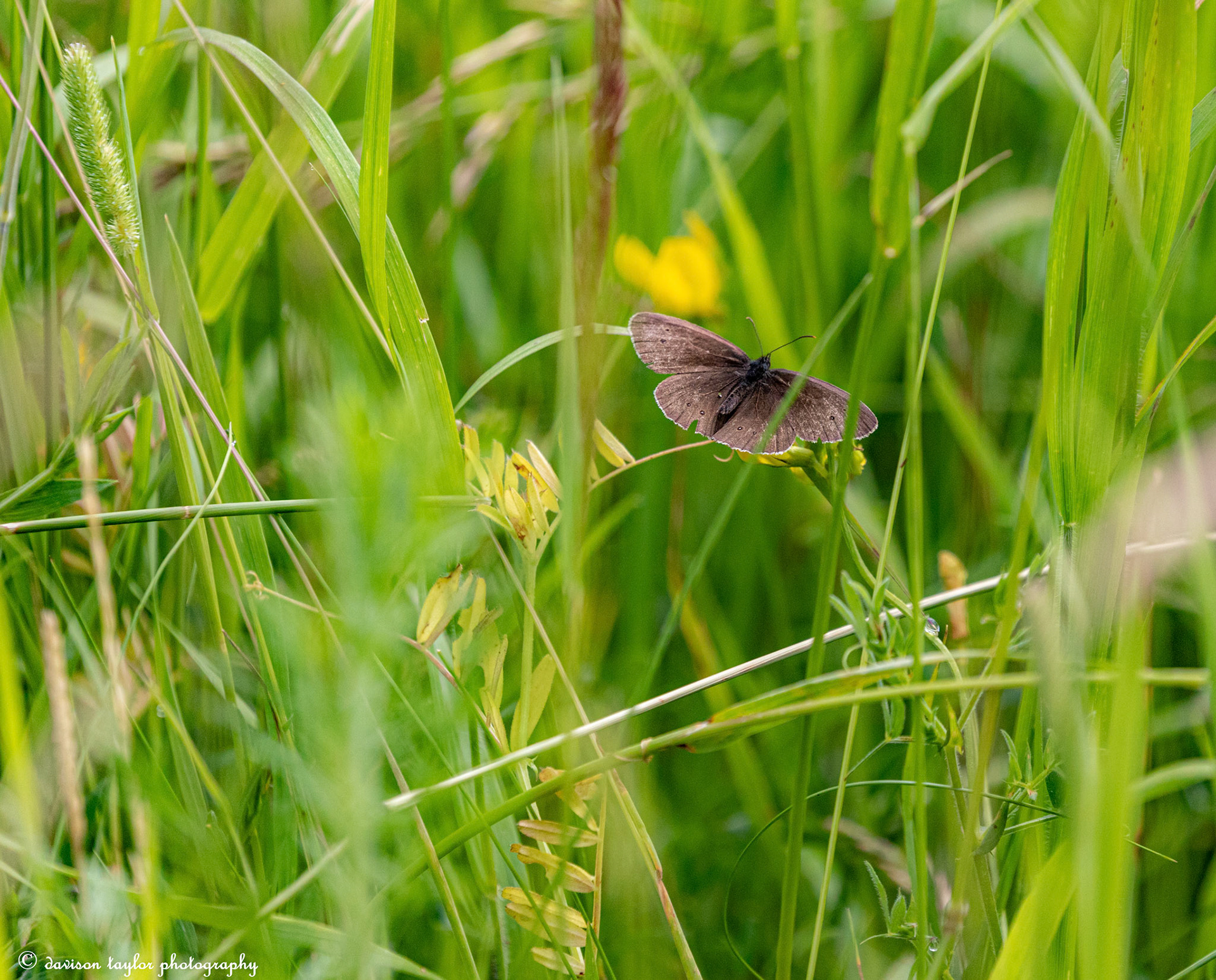 Ringlet Butterfly ?