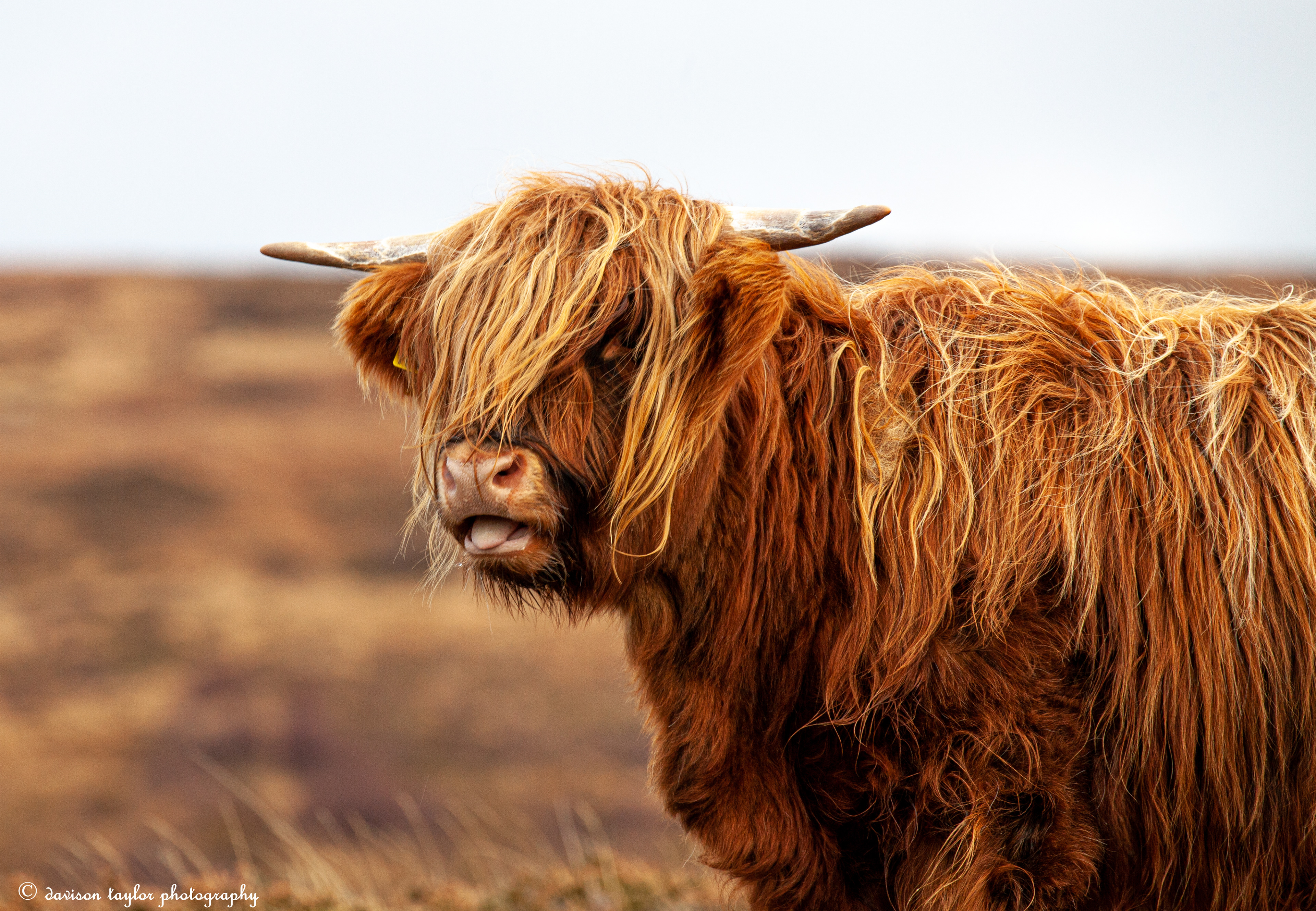 Applecross Wild Cattle, (roaming the peninsula)
