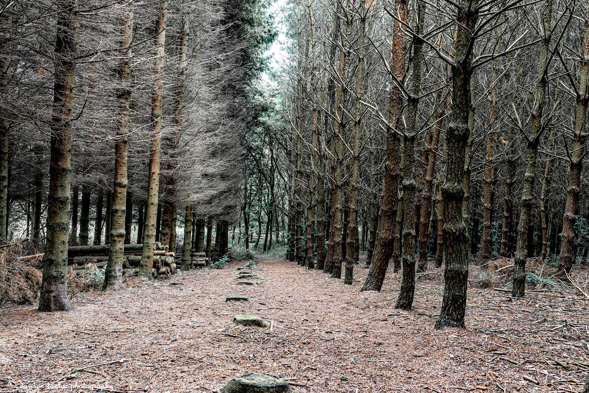 Woodland surrounding a caravan park near Leeds Bradford Airport