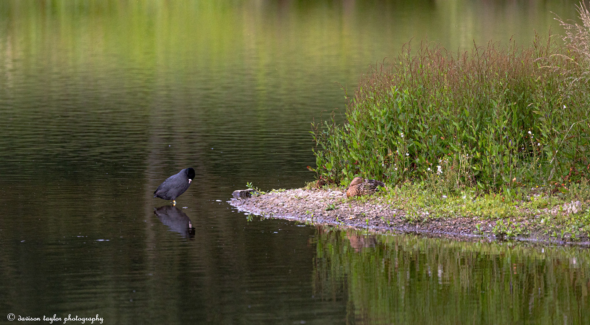 I think a Coot?