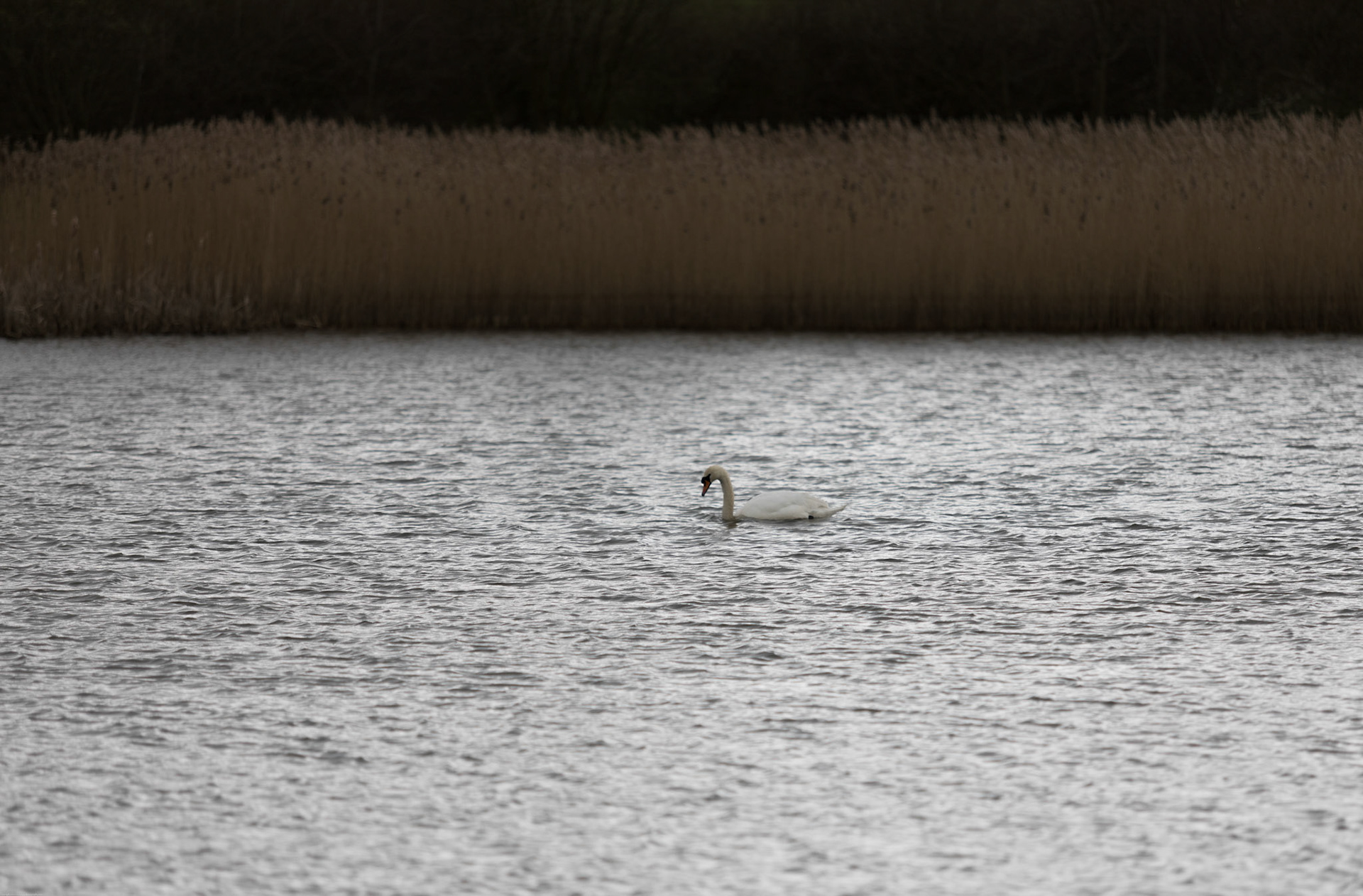 Mute Swan