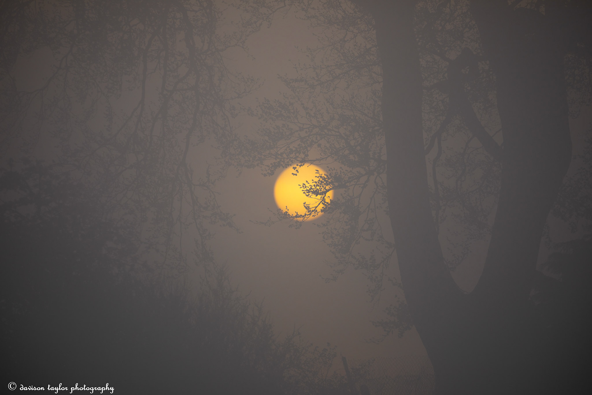 Sunrise burning through the trees