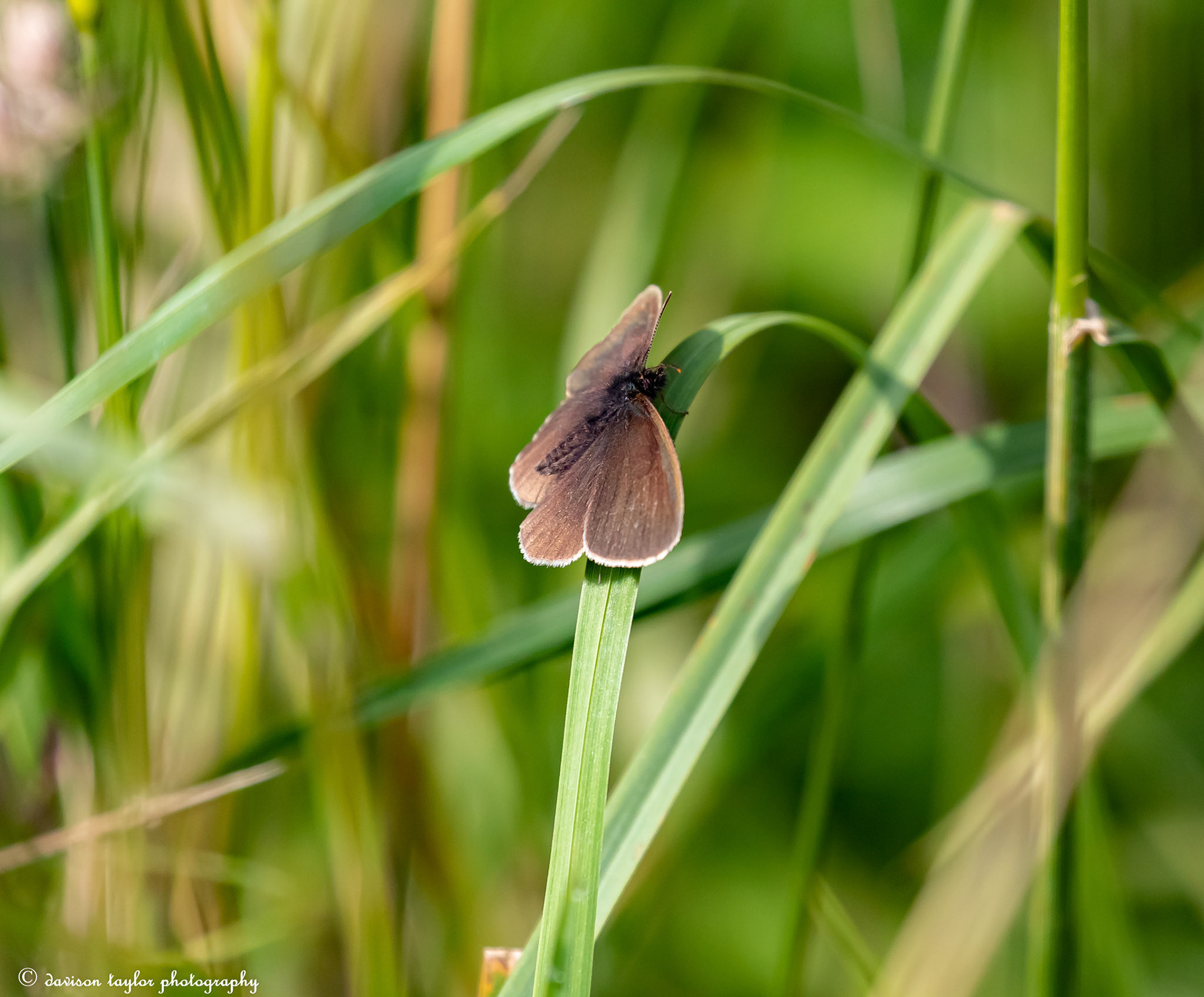 Ringlet Butterfly ?