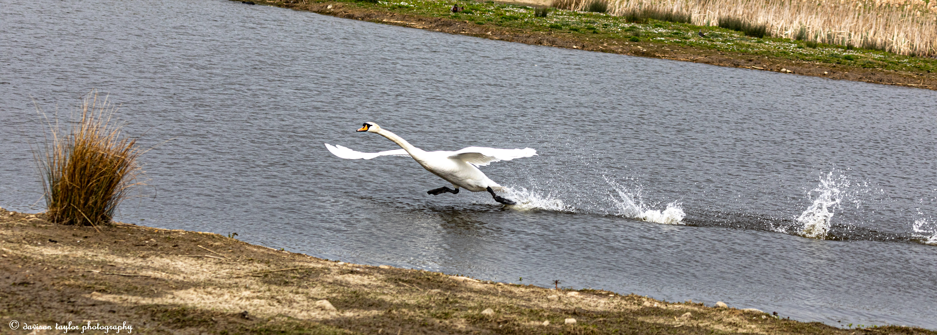 Mute Swan on takeoff