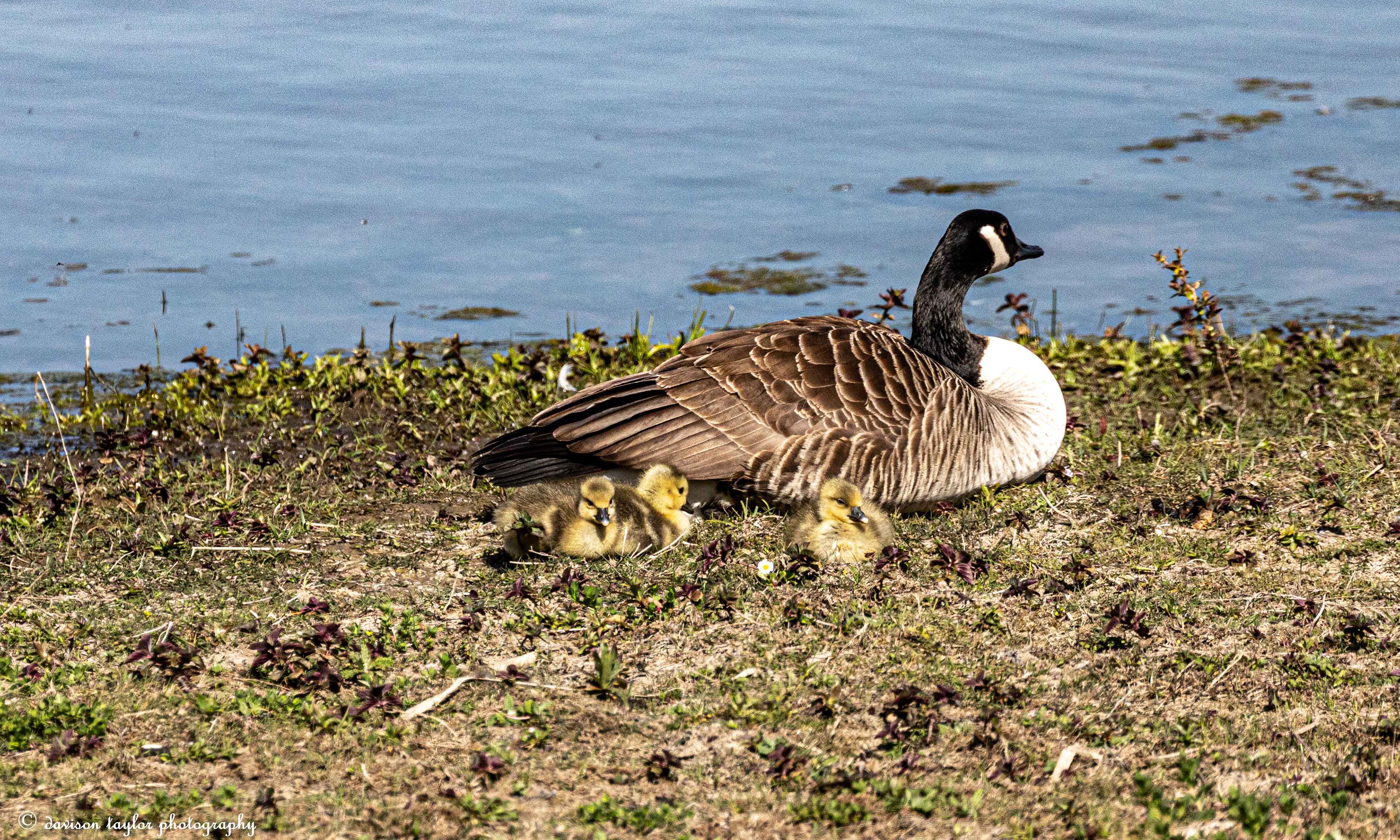 Canada Geese and chicks
