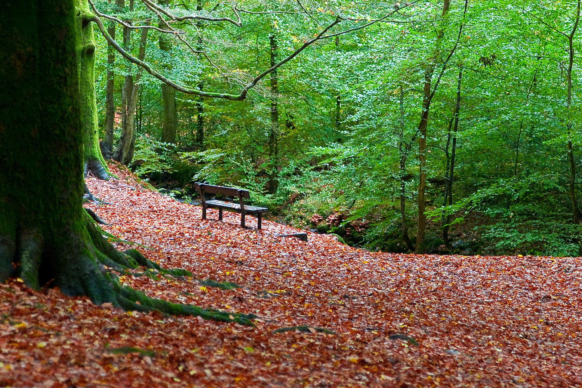 Near Windermere October 2008 