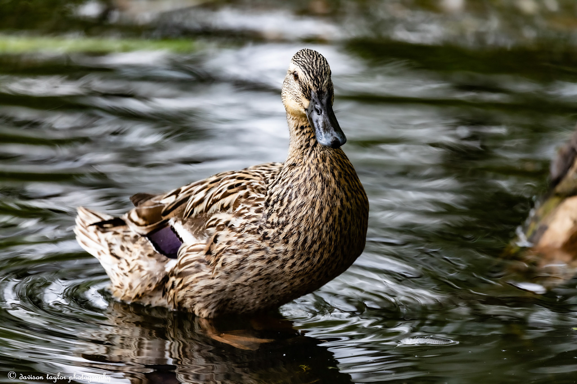 Brown Duck