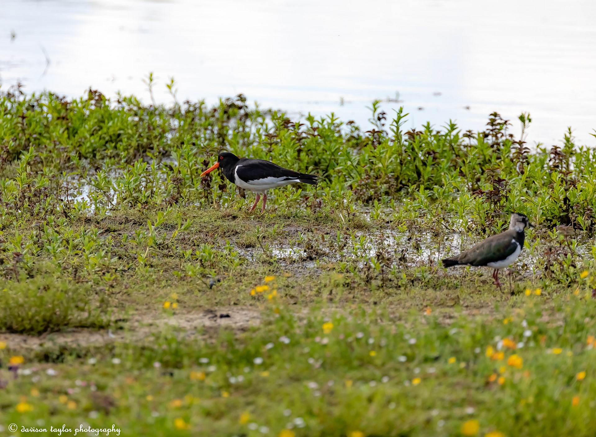 Oyster Catcher