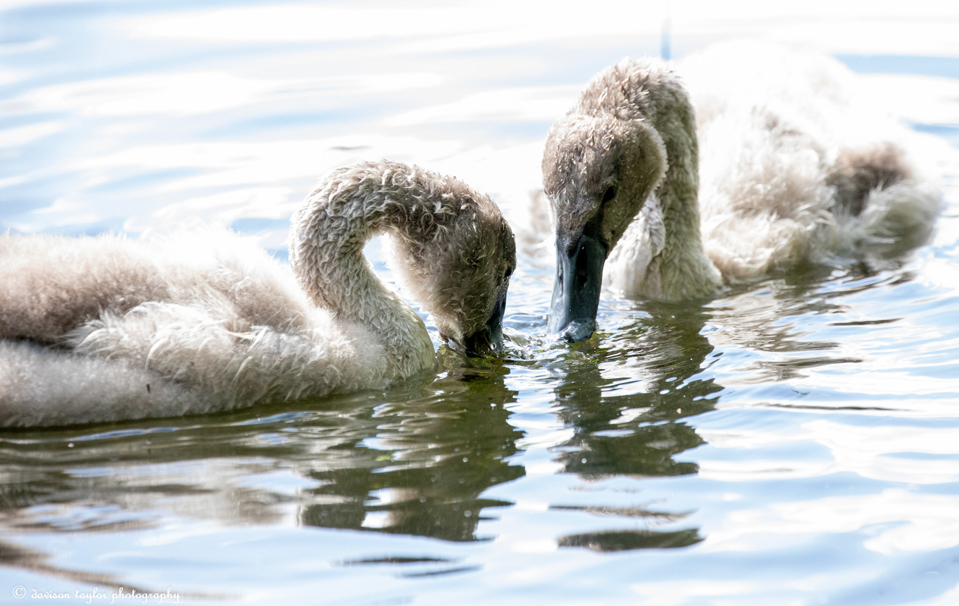 Cygnets getting bigger