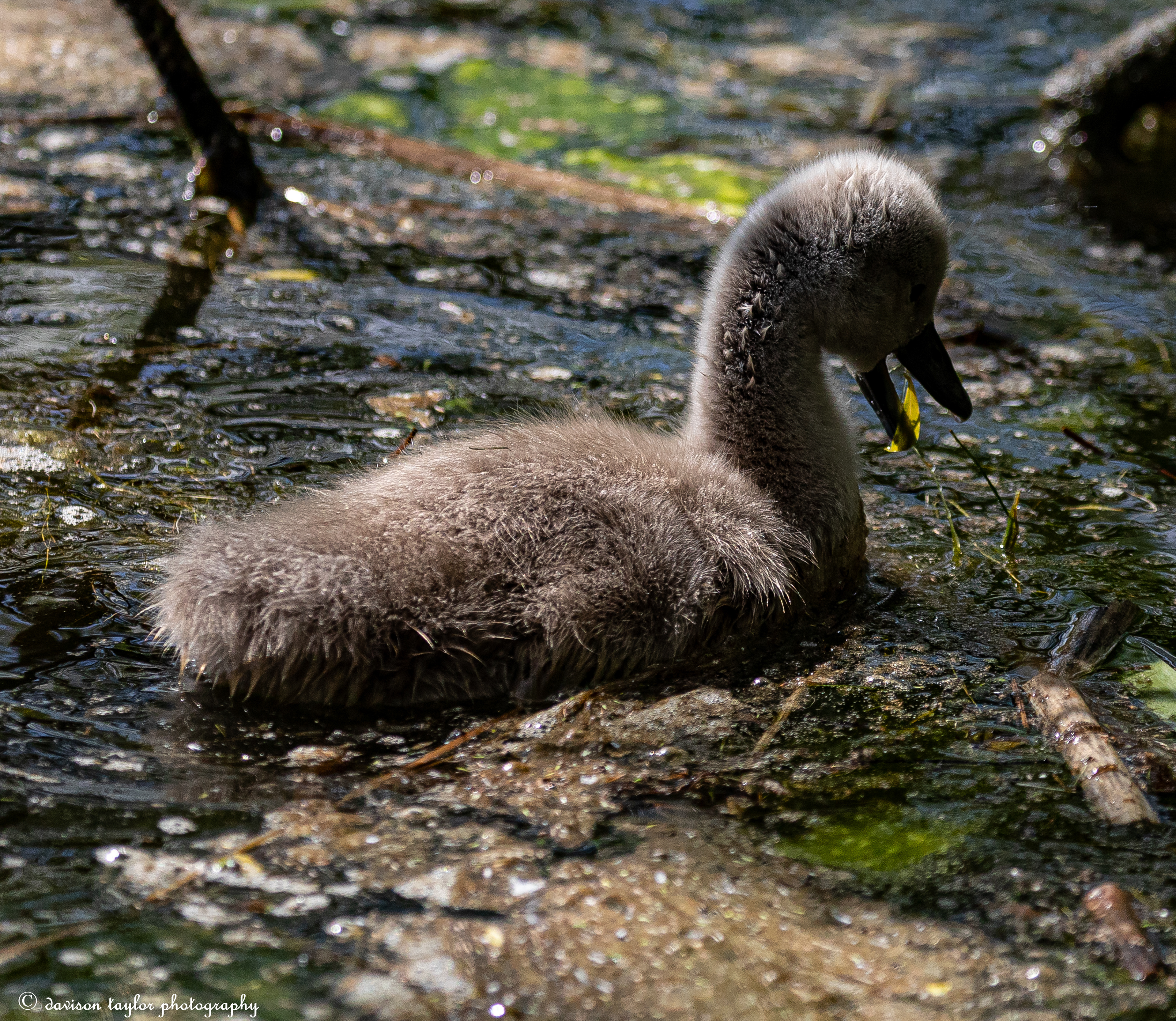 Cygnet
