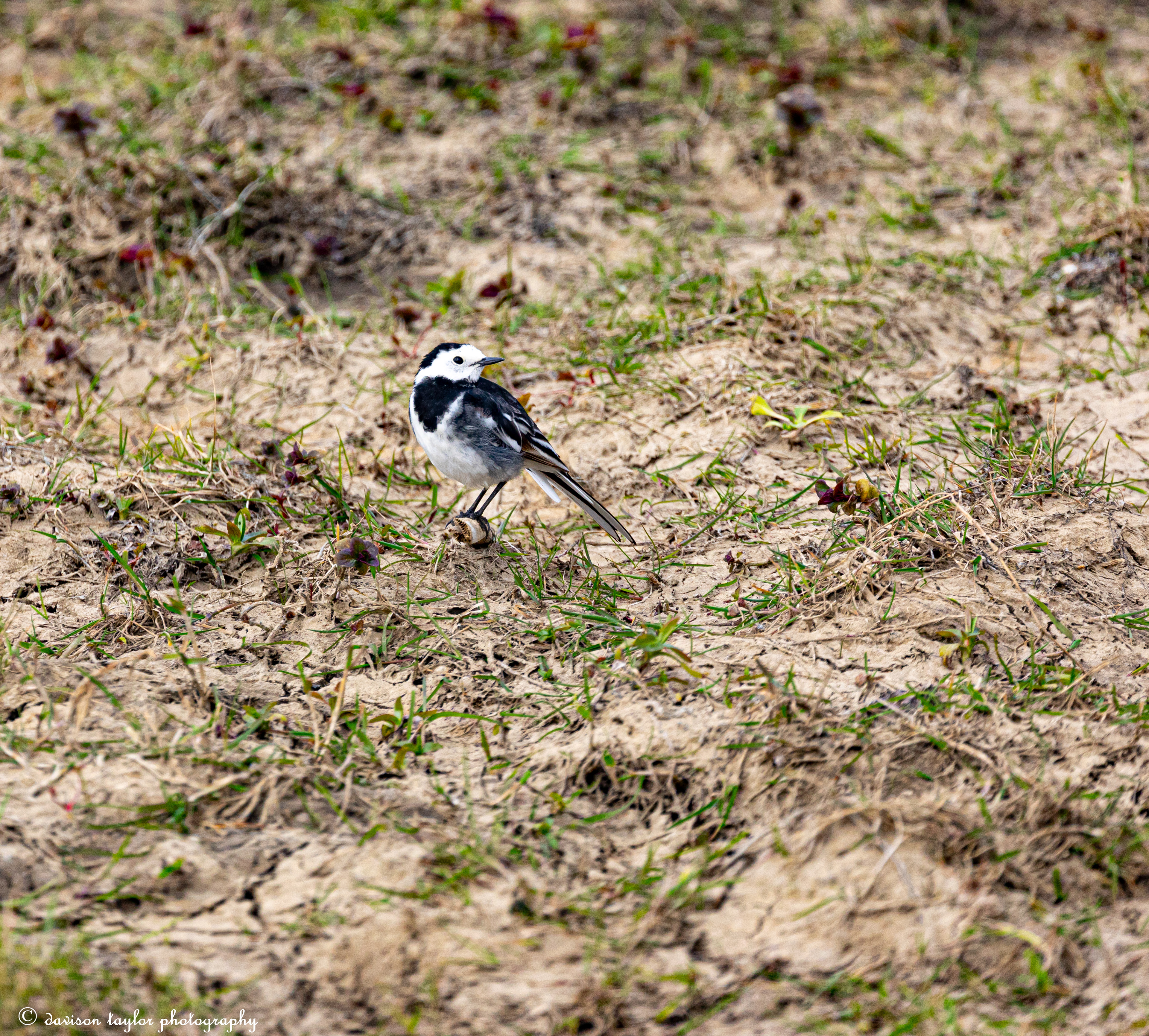 Pied Wagtail