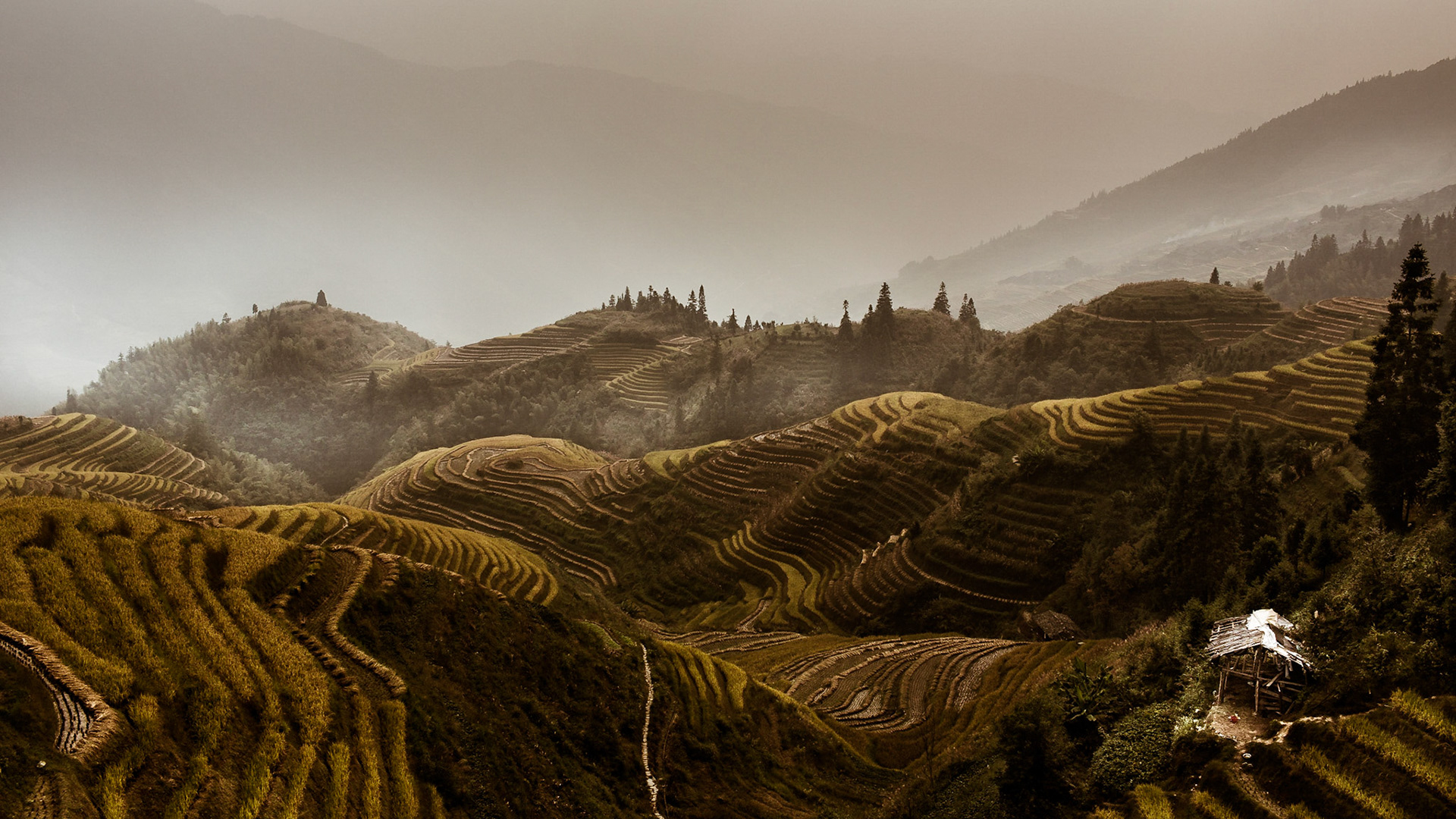 Harvest time on the rice terraces of Ping'An China.