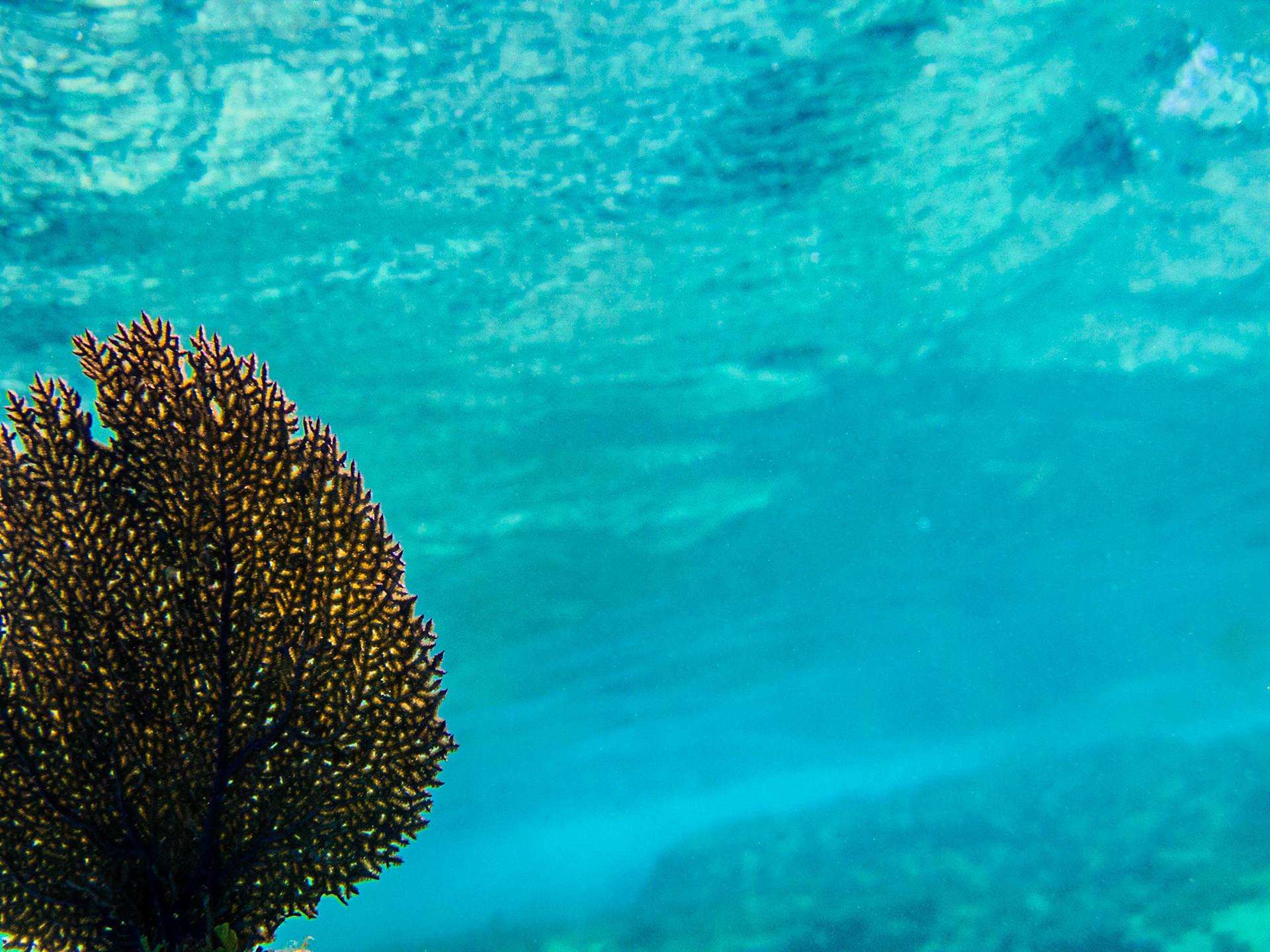 Off the coast of Key West, Florida are the Dry Tortugas where we photographed these adventure engagement portraits.  Photography by Jared Platt, Platt Photography.