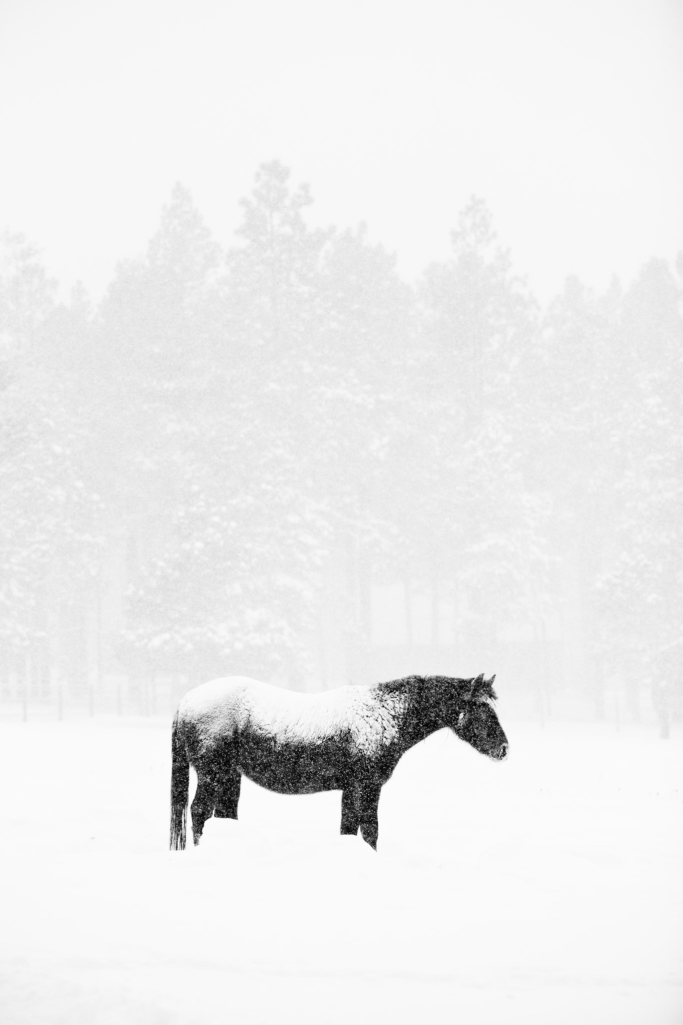 Outdoor lifestyle photography in the mountains Arizona.  Lone horse in white out snow conditions.
