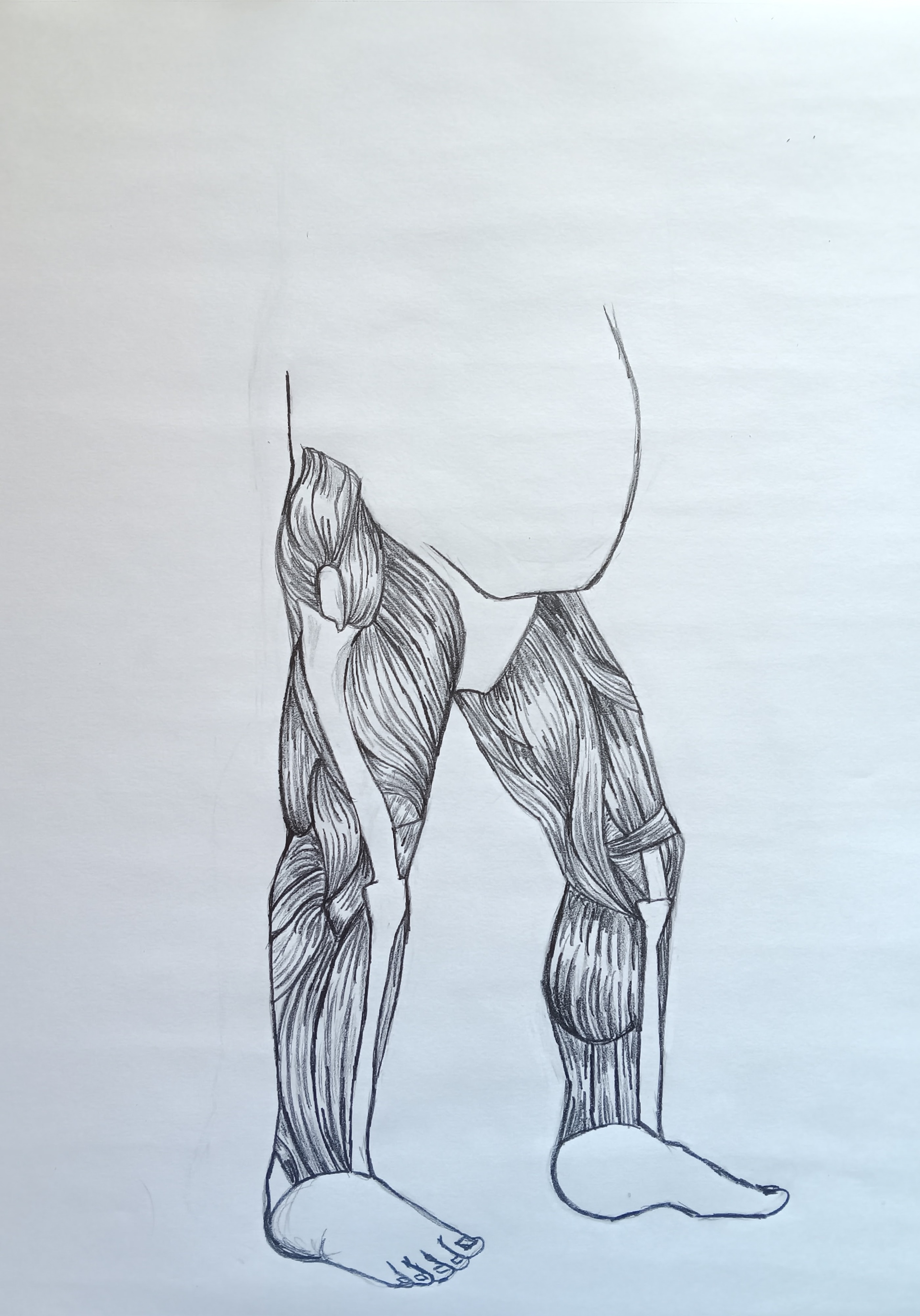 Écorché Legs