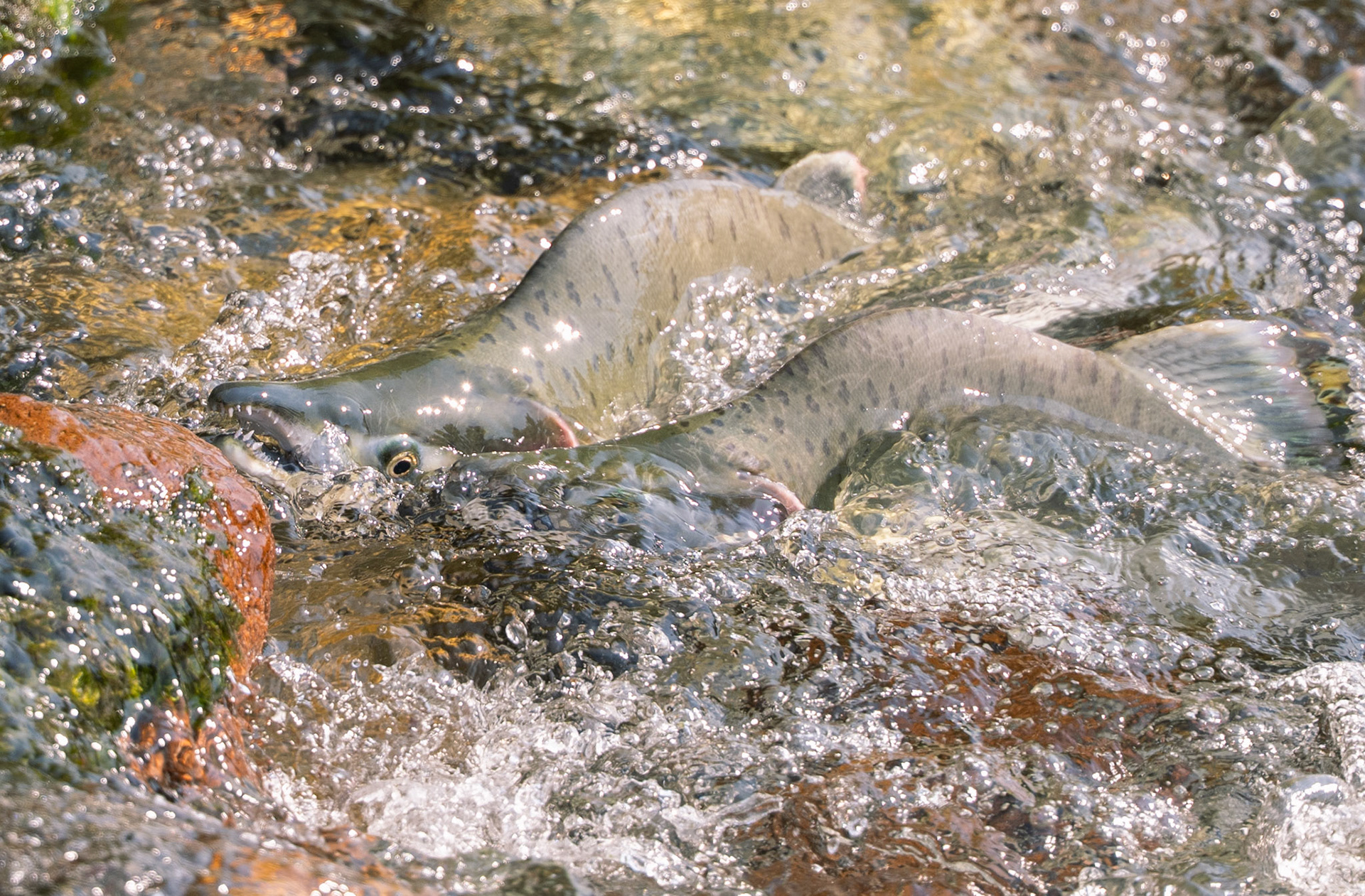 Pink Salmon, Squamish