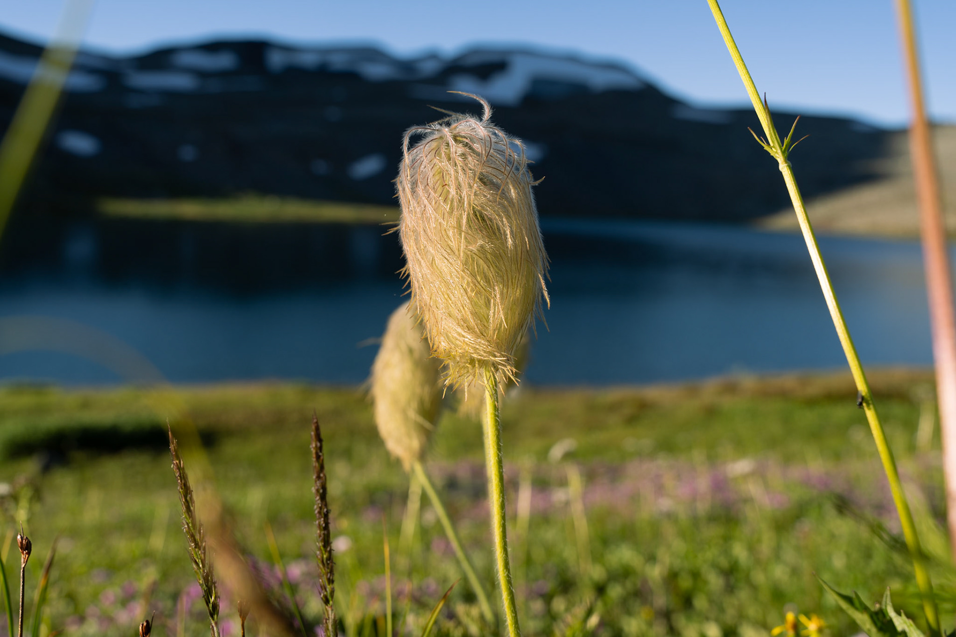 Western Pasque Flower