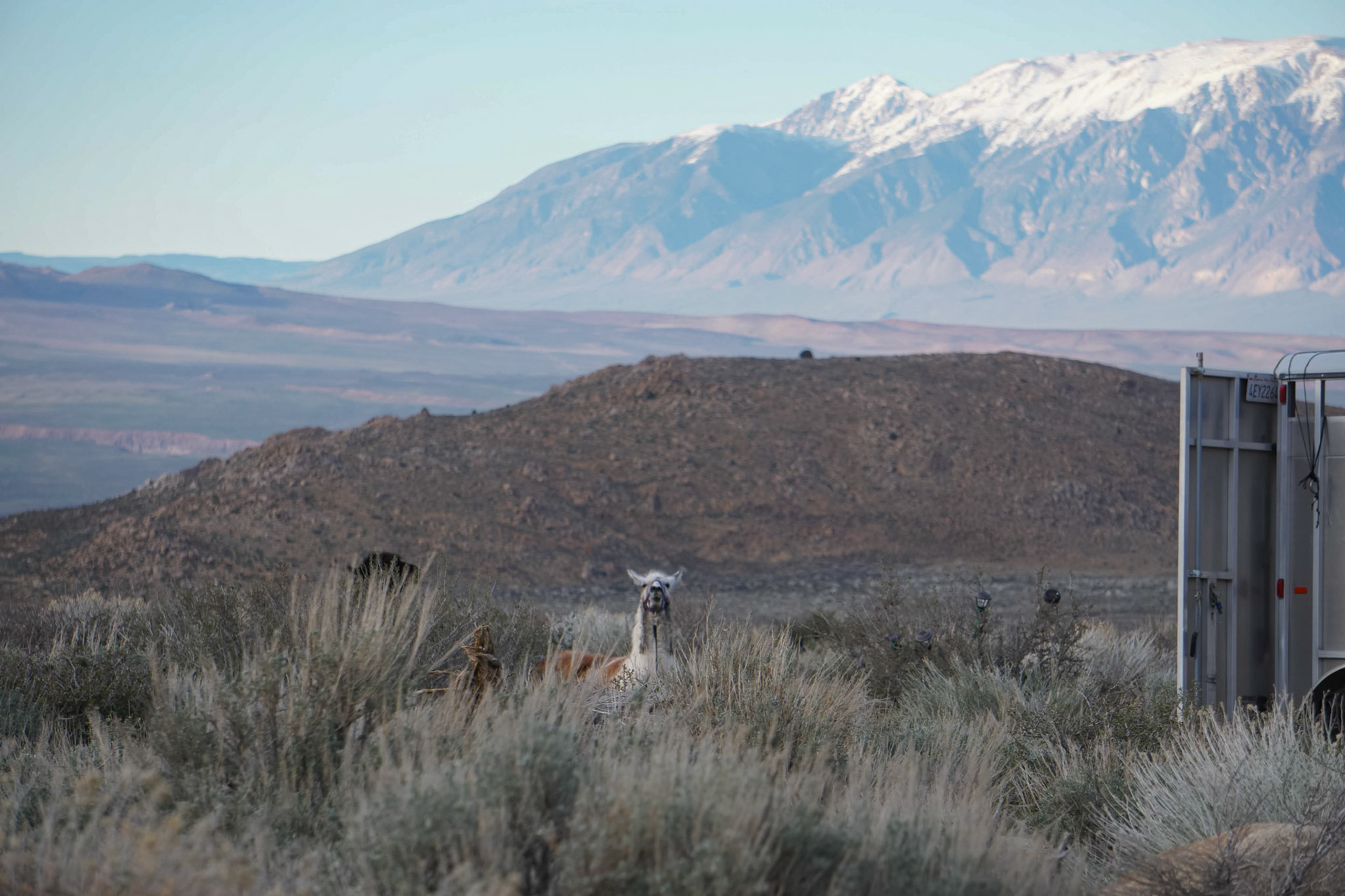 Alpacas out of place in the Buttermilks
