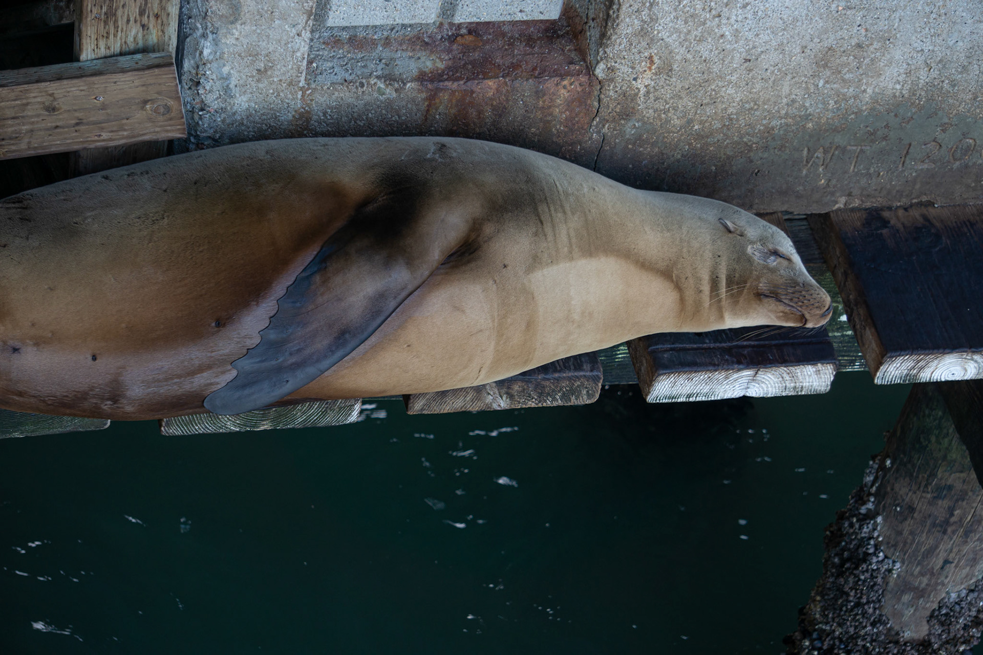 Sea Lion napping at the Avila Beach Pier