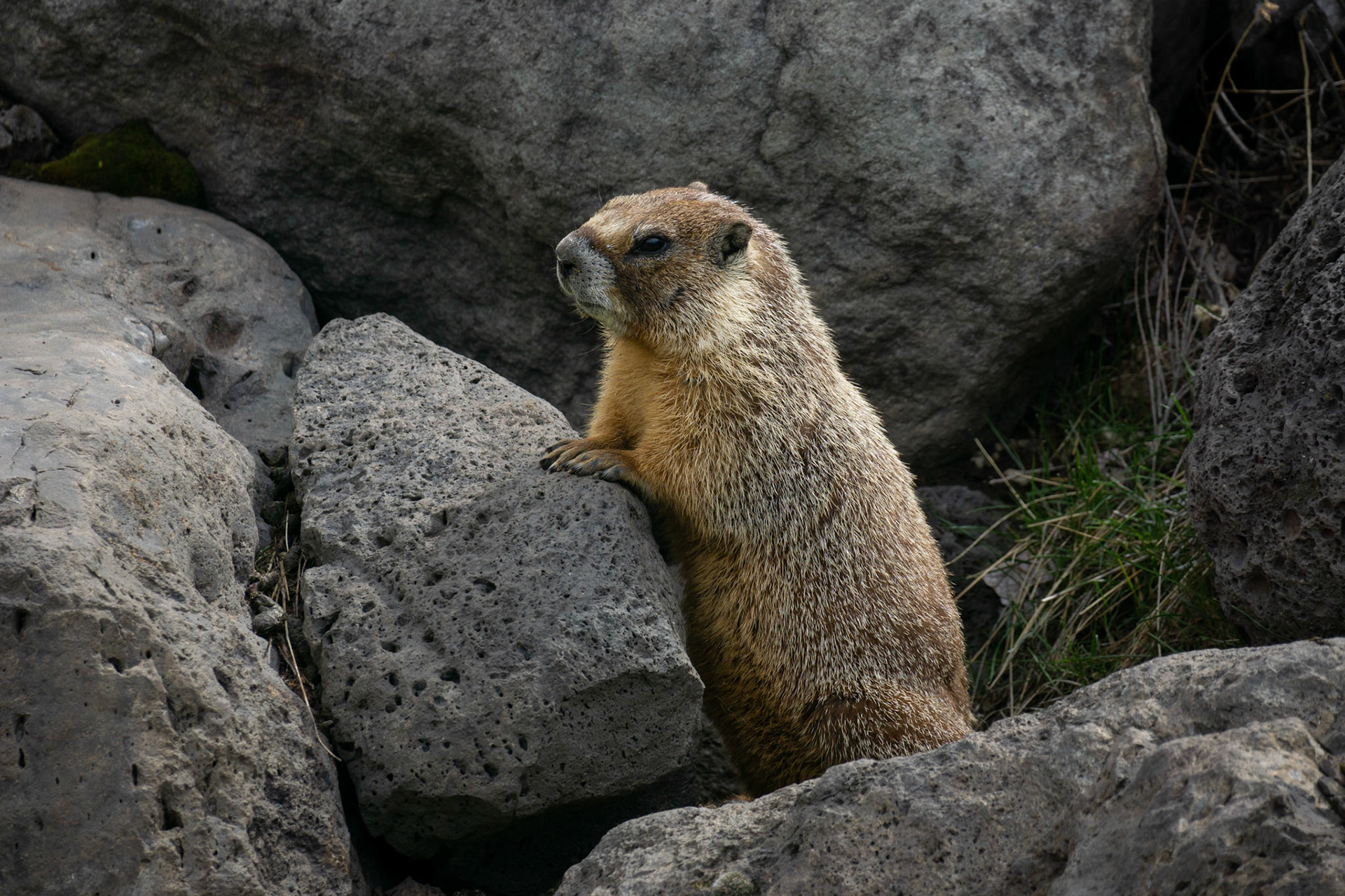 A Marmot in downtown Bend