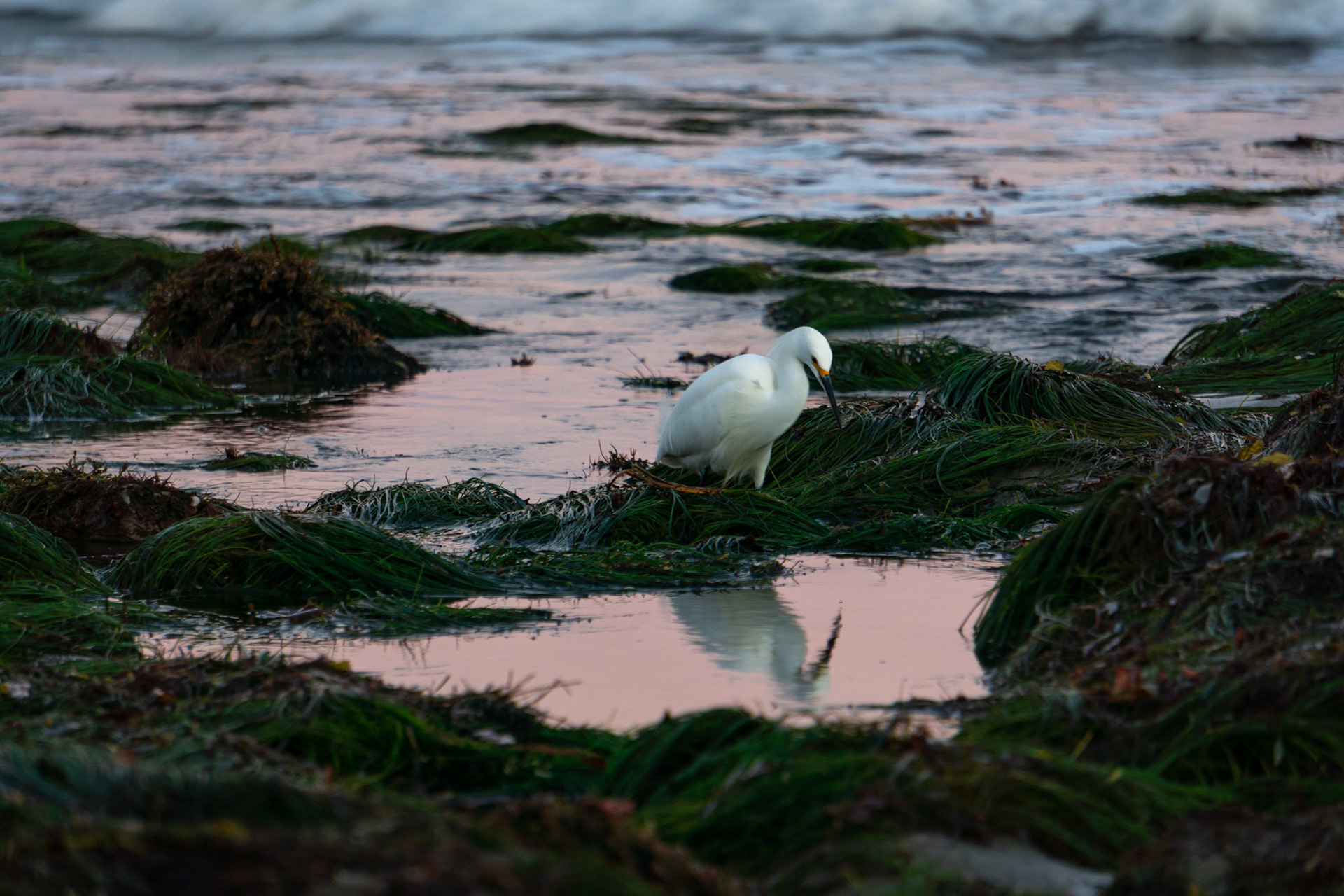 A Great Blue Heron having an existential crisis
