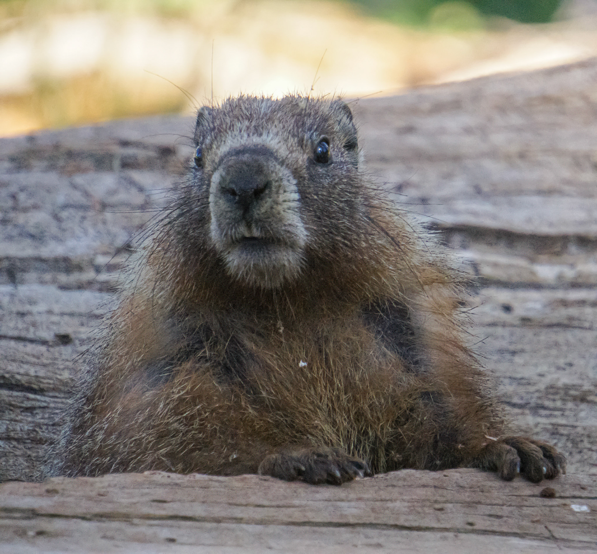 Yellow Bellied Marmot