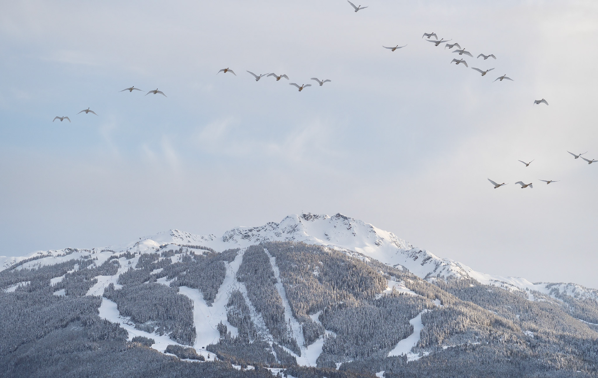 Whistler Swans