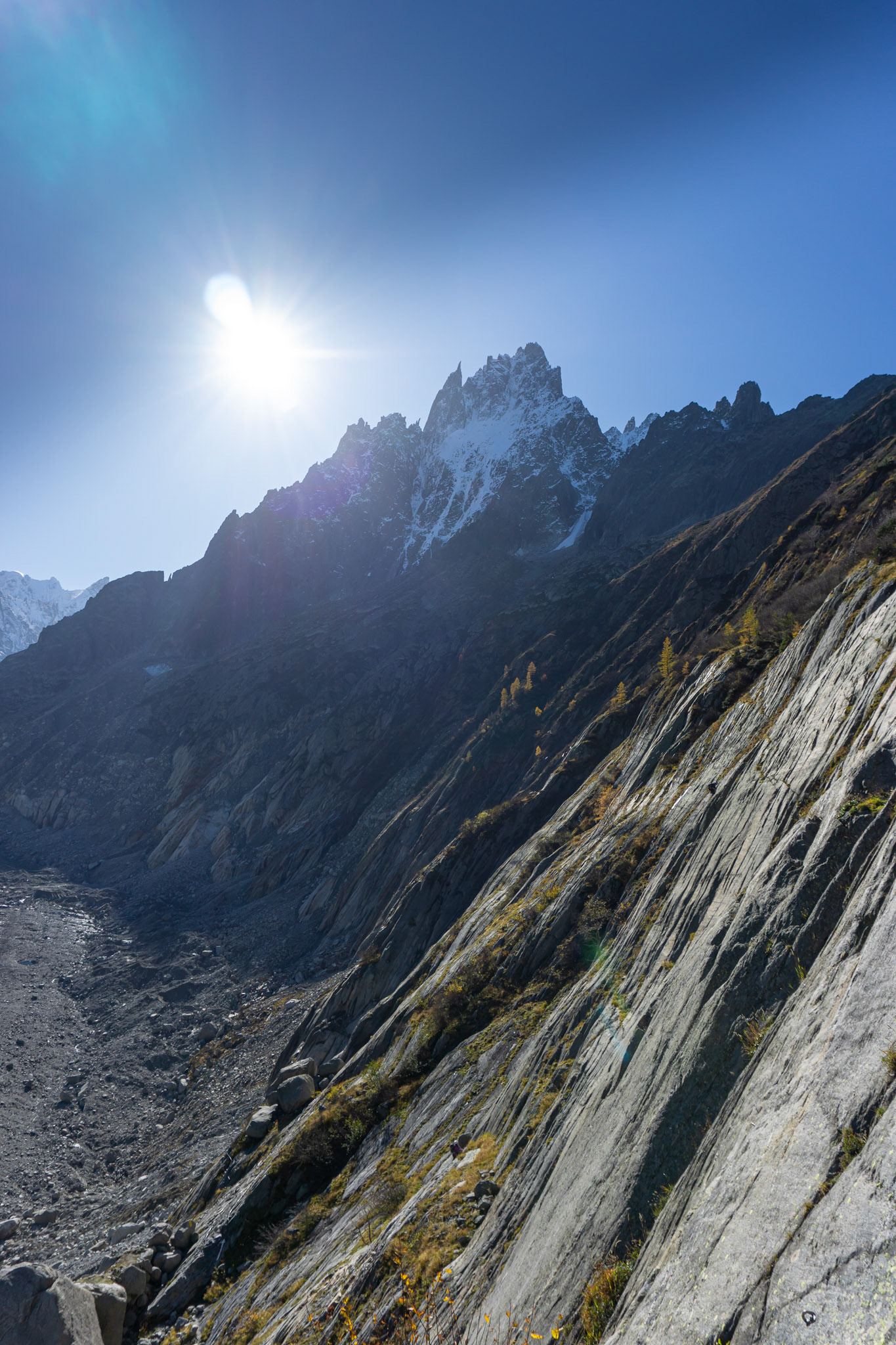 Resilient European Larches above the sediment covered Mer de Glace glacier