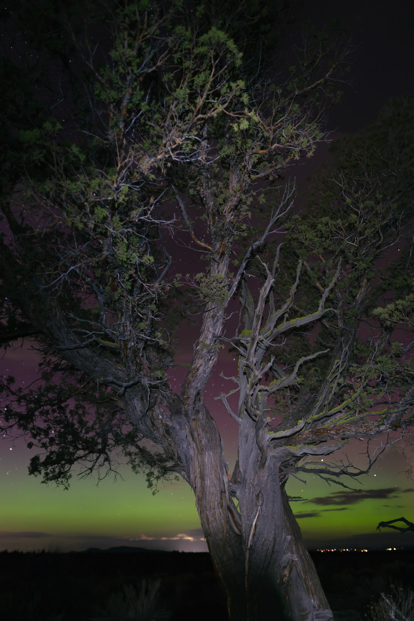 Aurora Borealis, Juniper Forest