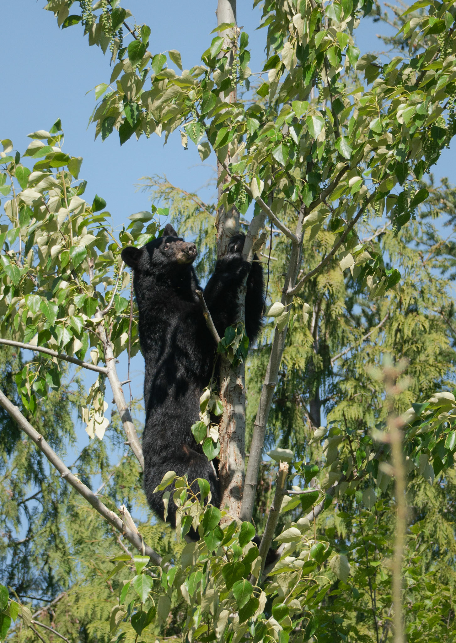Black Bear in a small Cottonwood tree