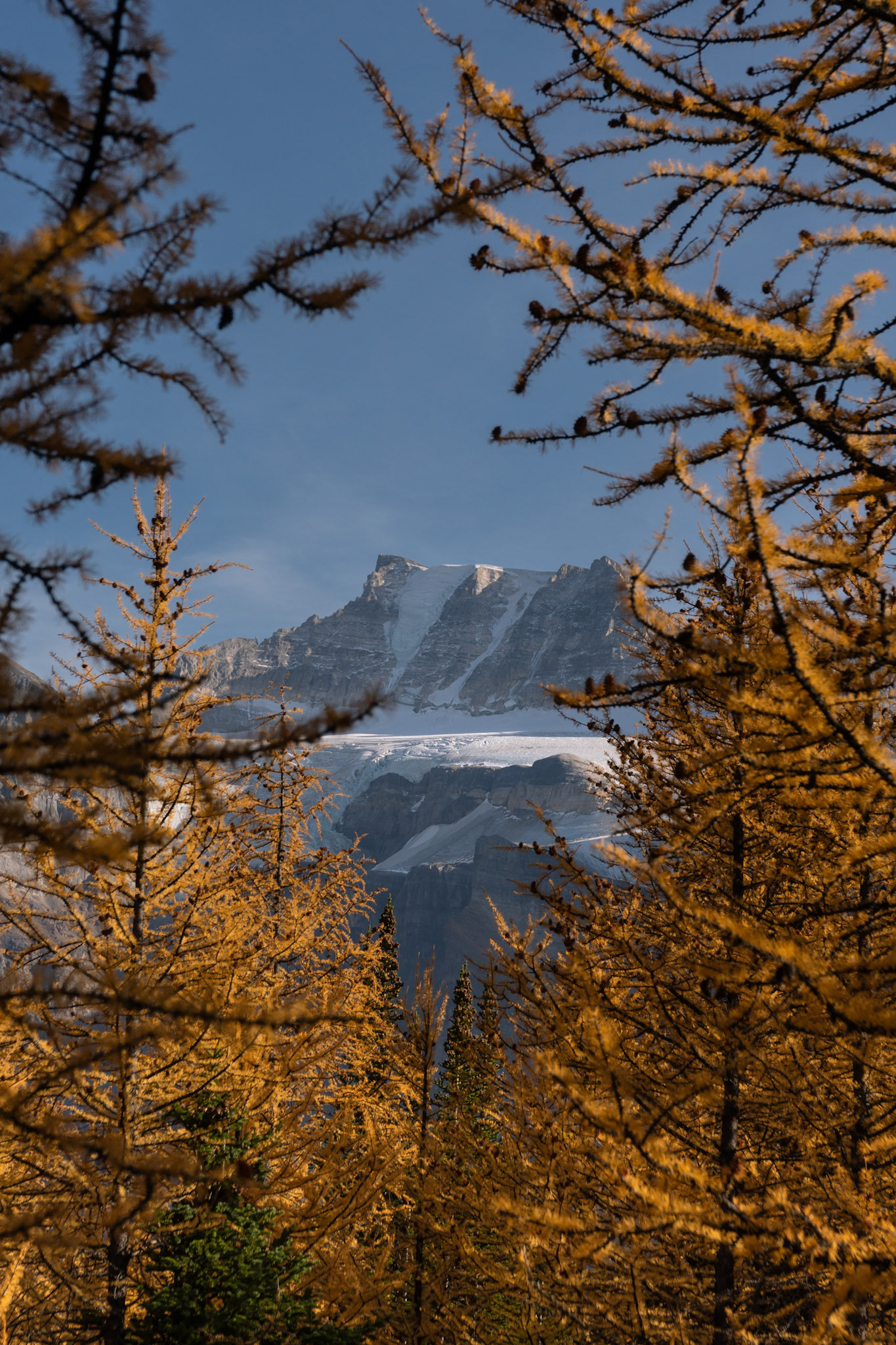 Larch trees