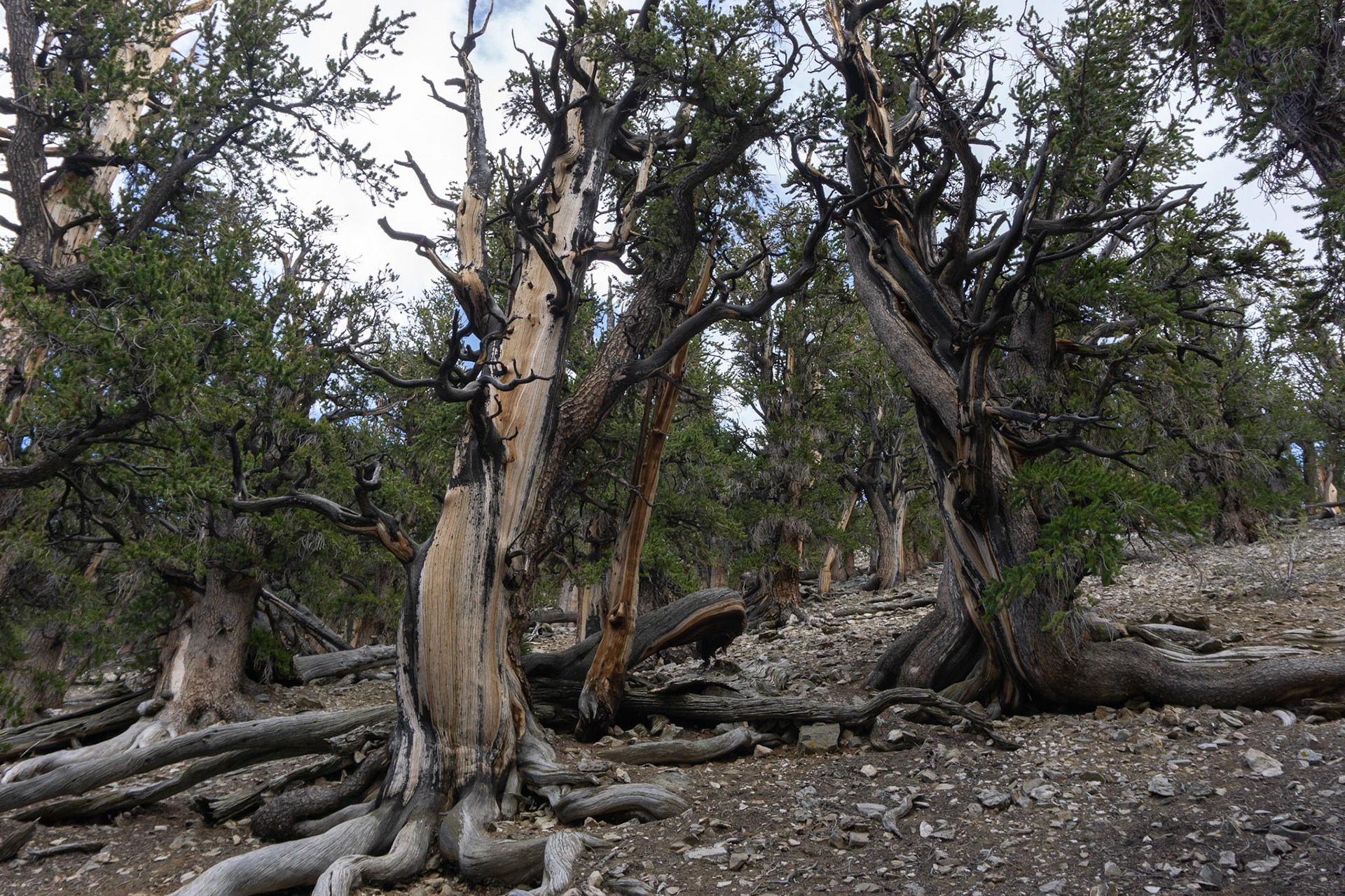 Bristlecone Pine. One of the oldest life forms on Earth