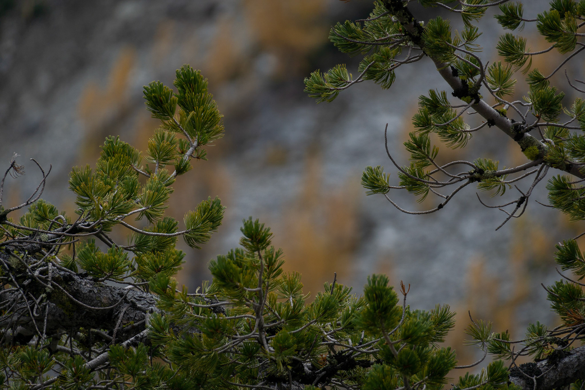 Whitebark Pine with larches in the background