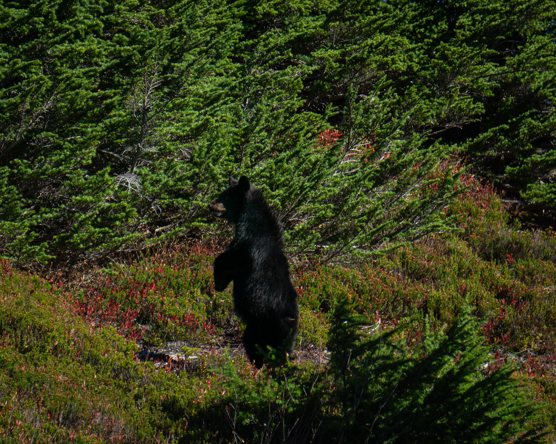 Black Bear cub looking for mom in North Cascades National Park