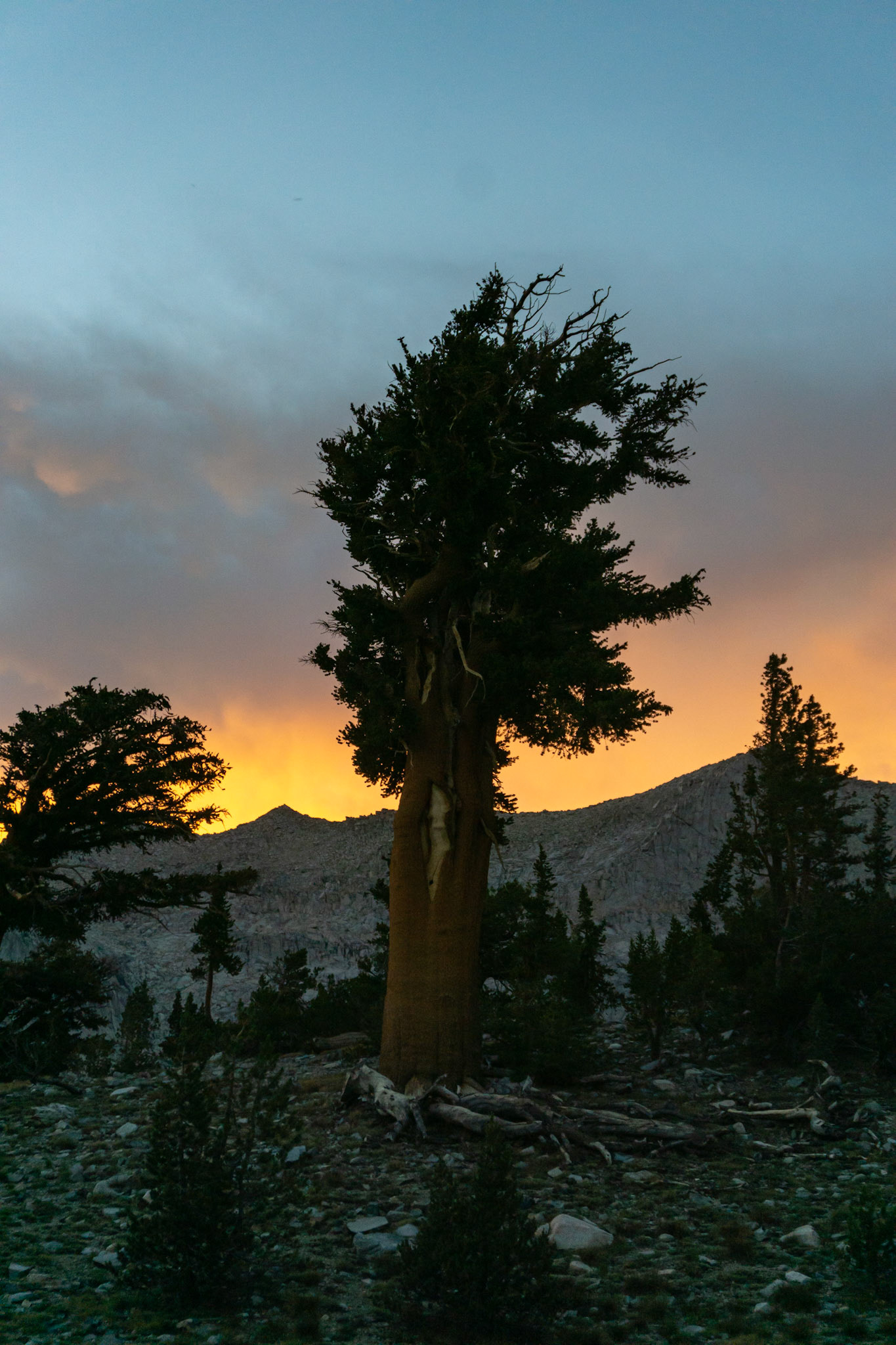 Foxtail Pine