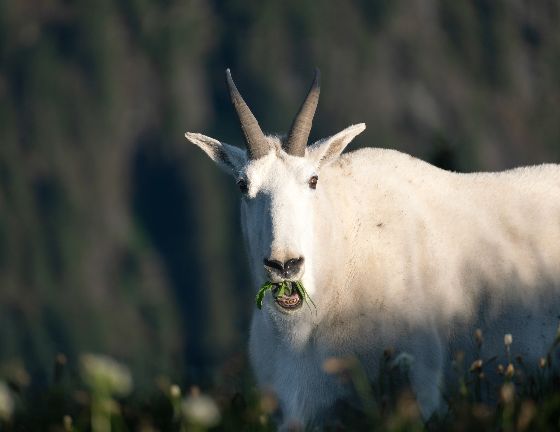 Mountain Goat