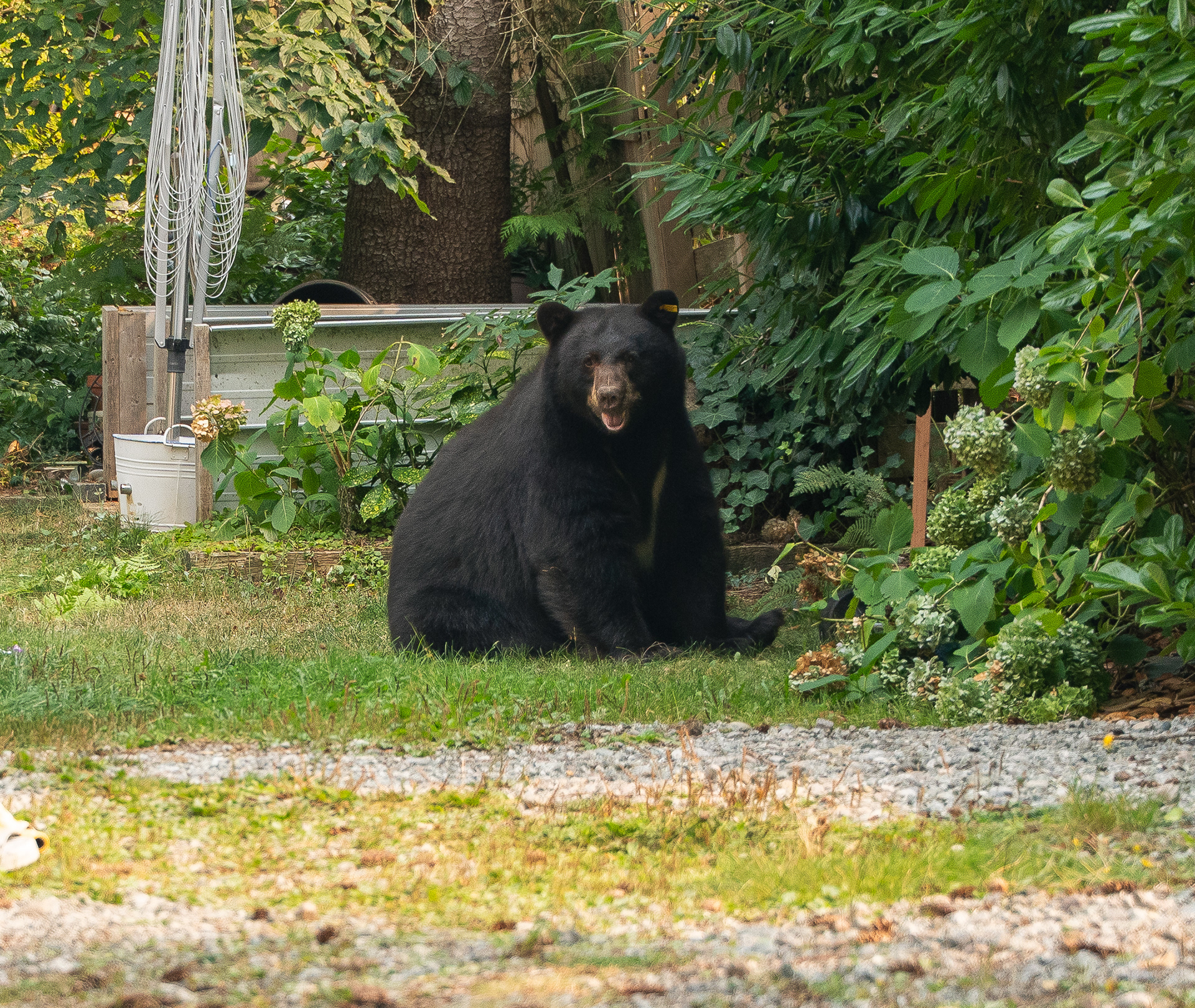 Black Bear in Squamish