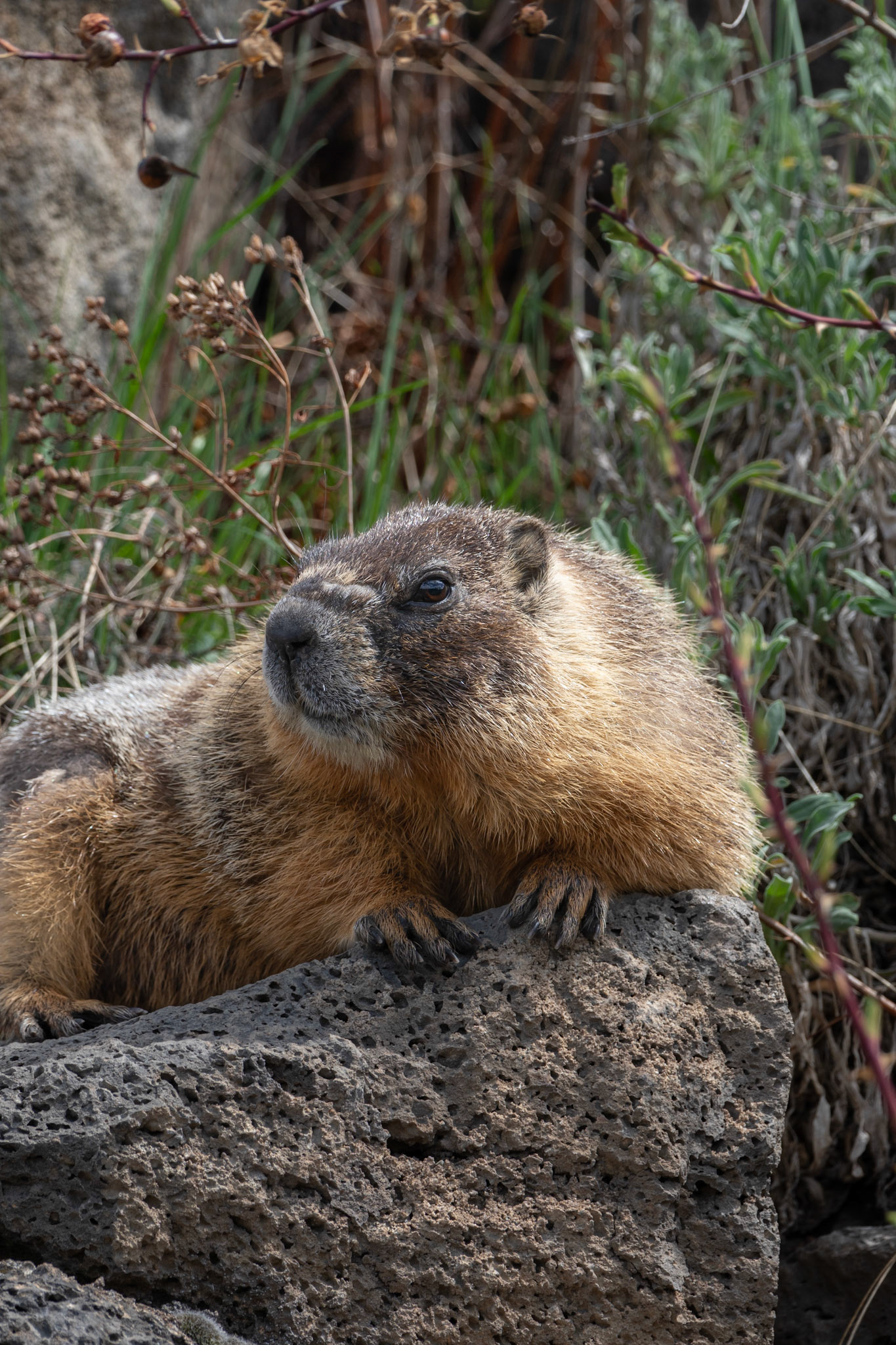 Yellow Bellied Marmot, downtown Bend