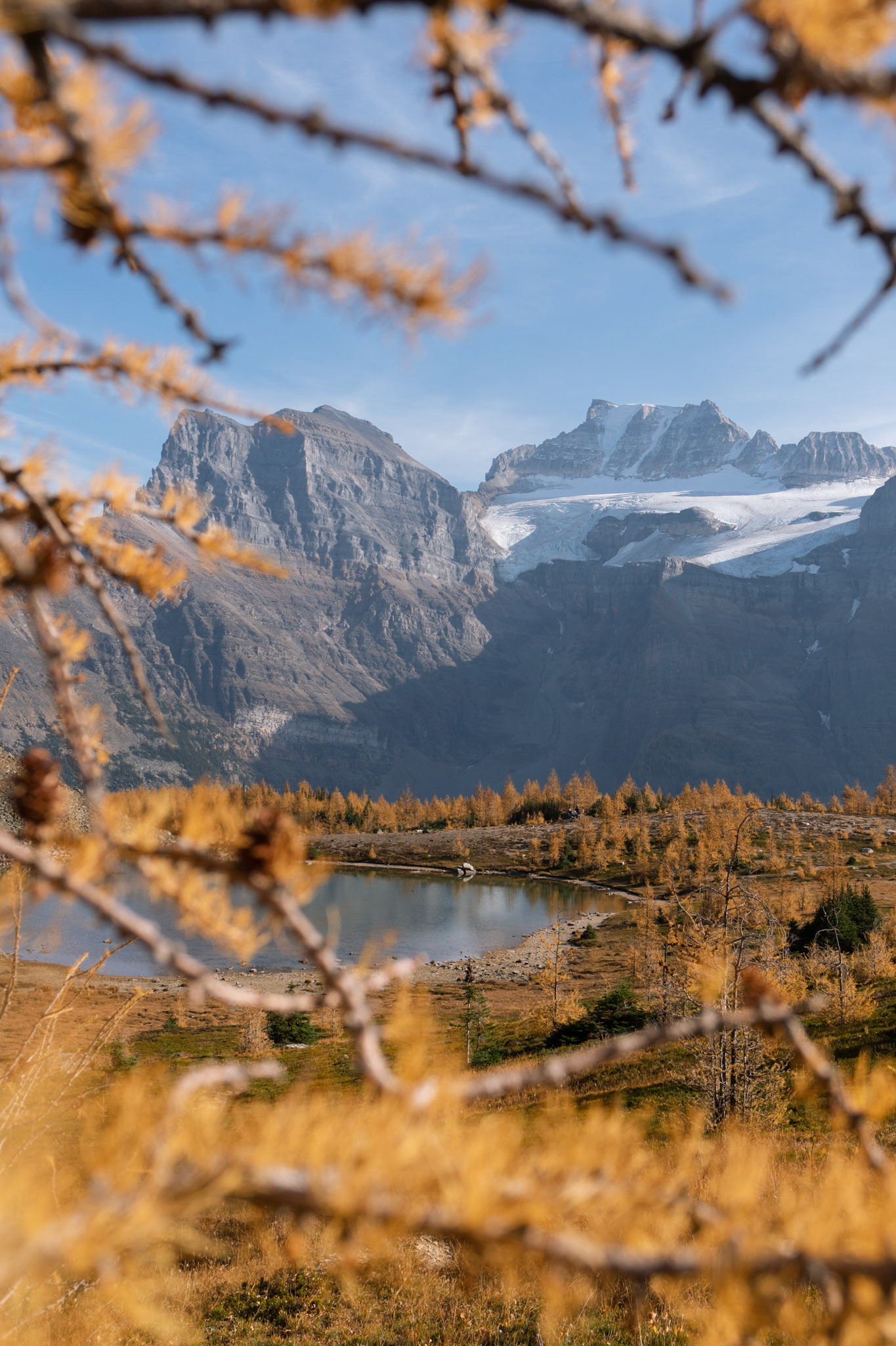 Larch trees in Larch Valley