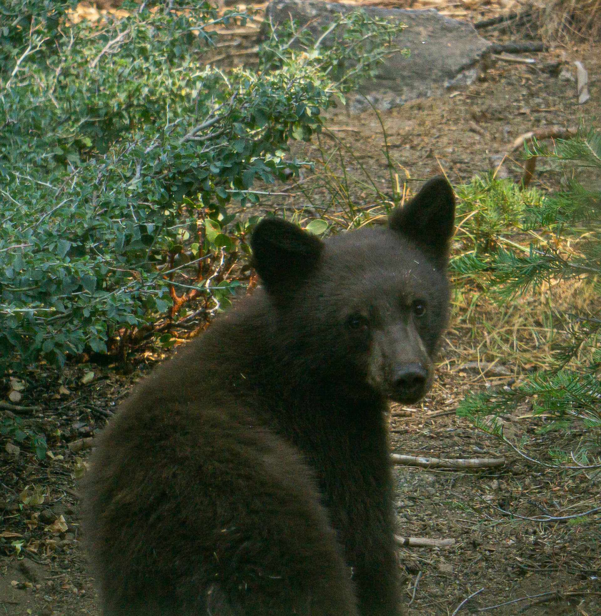 Cub looking into my kitchen window