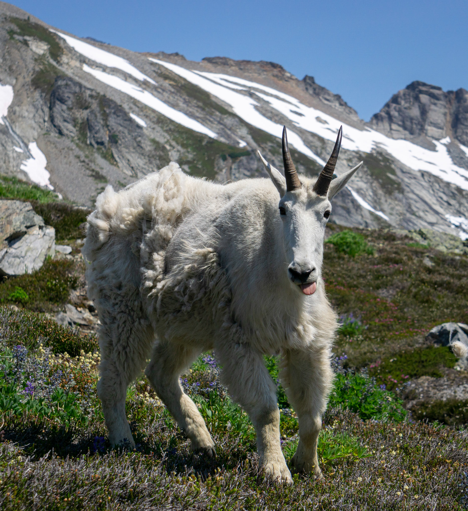 A mountain goat with its tongue out