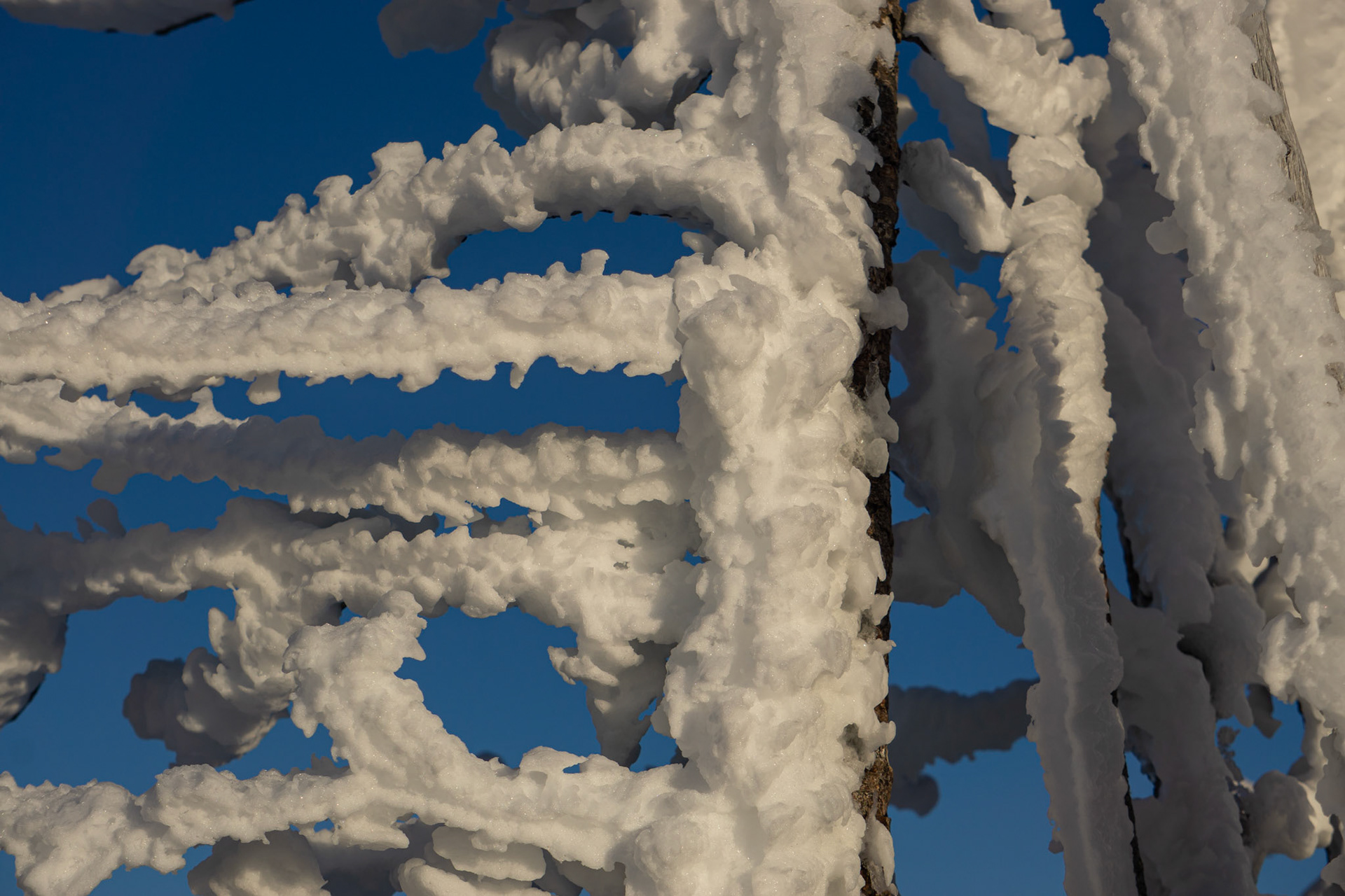 Endangered White Bark Pines