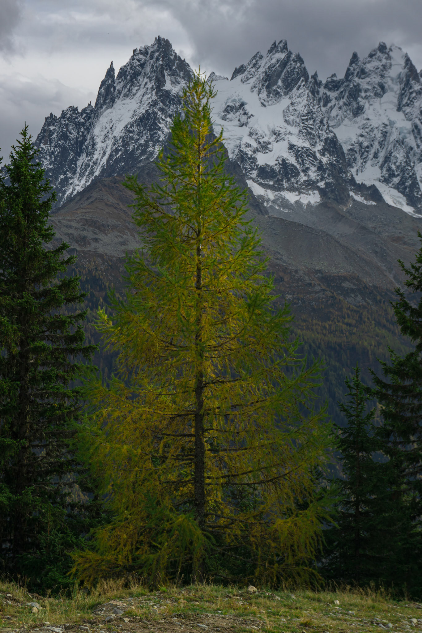 European Larch