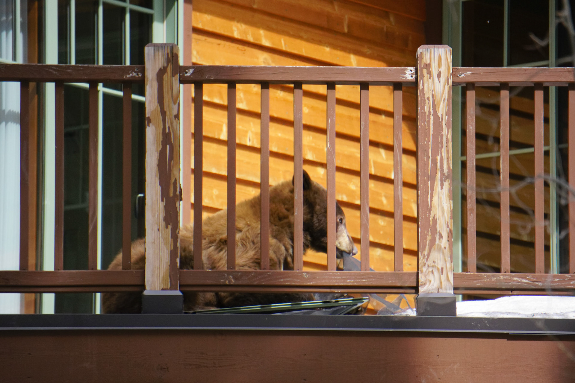 A hungry bear eating the screen to someones window. Early May in Mammoth