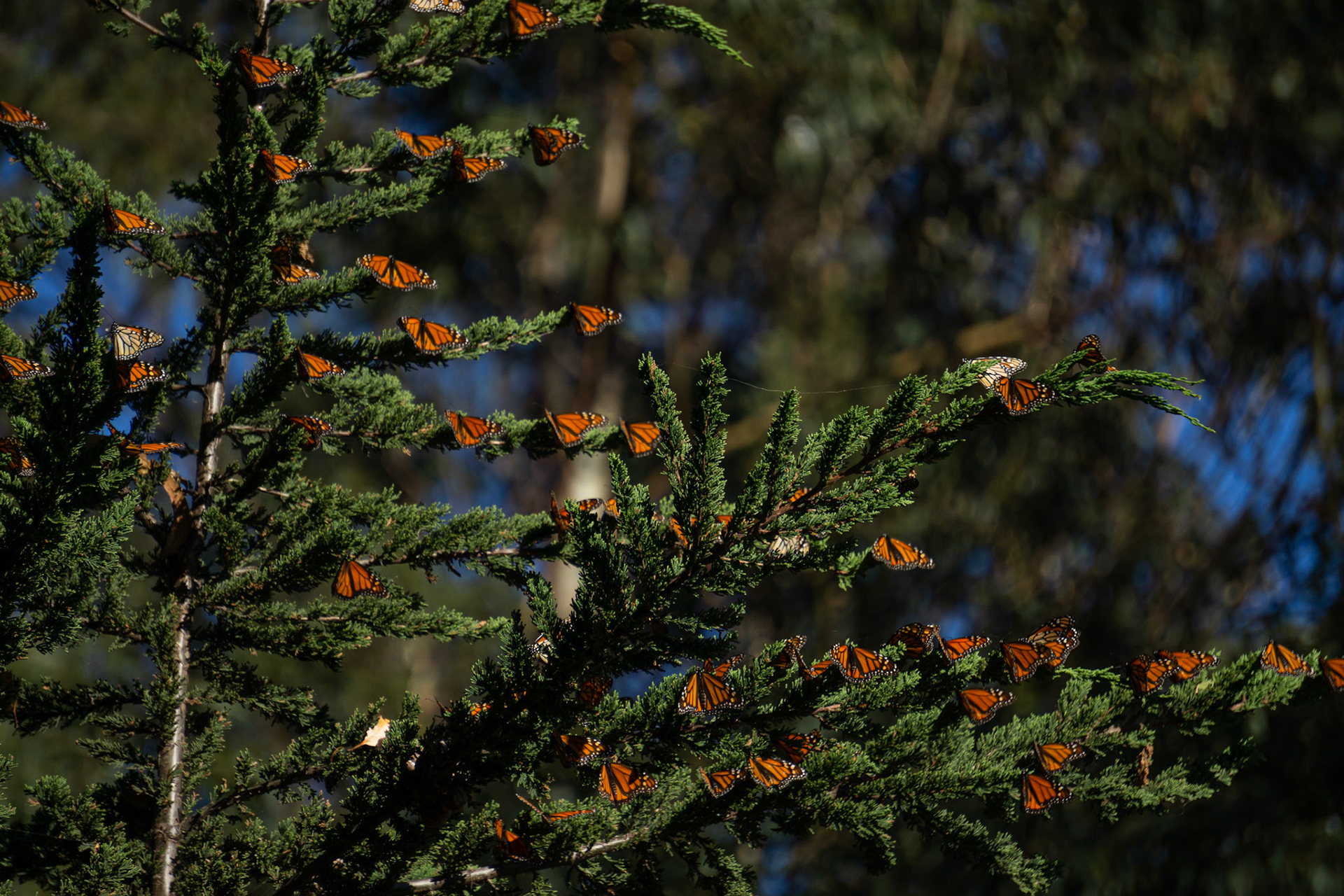 Monarch Butterflies during winter migration at Pismo Beach