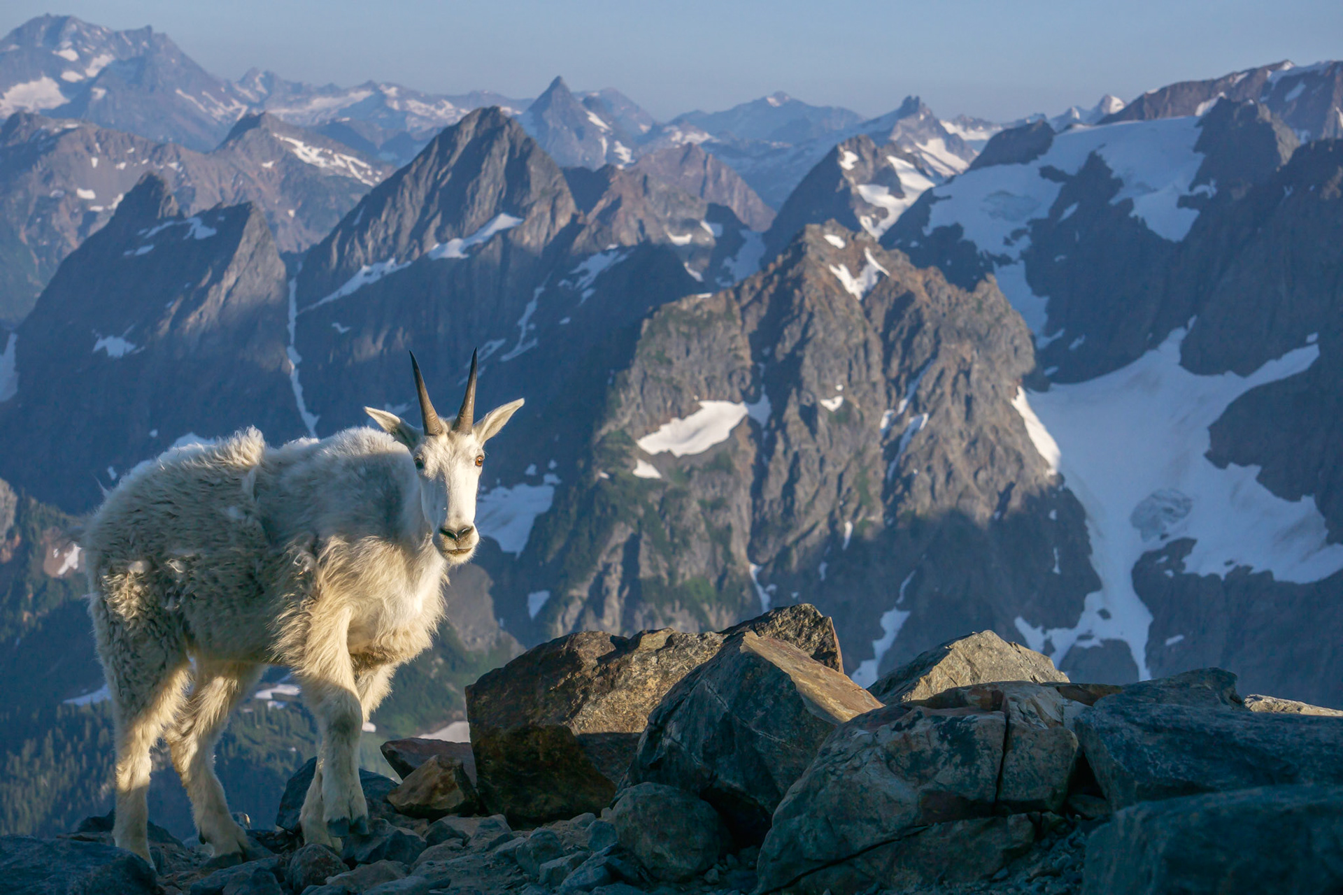 Mountain Goat, Sahale Glacier Camp