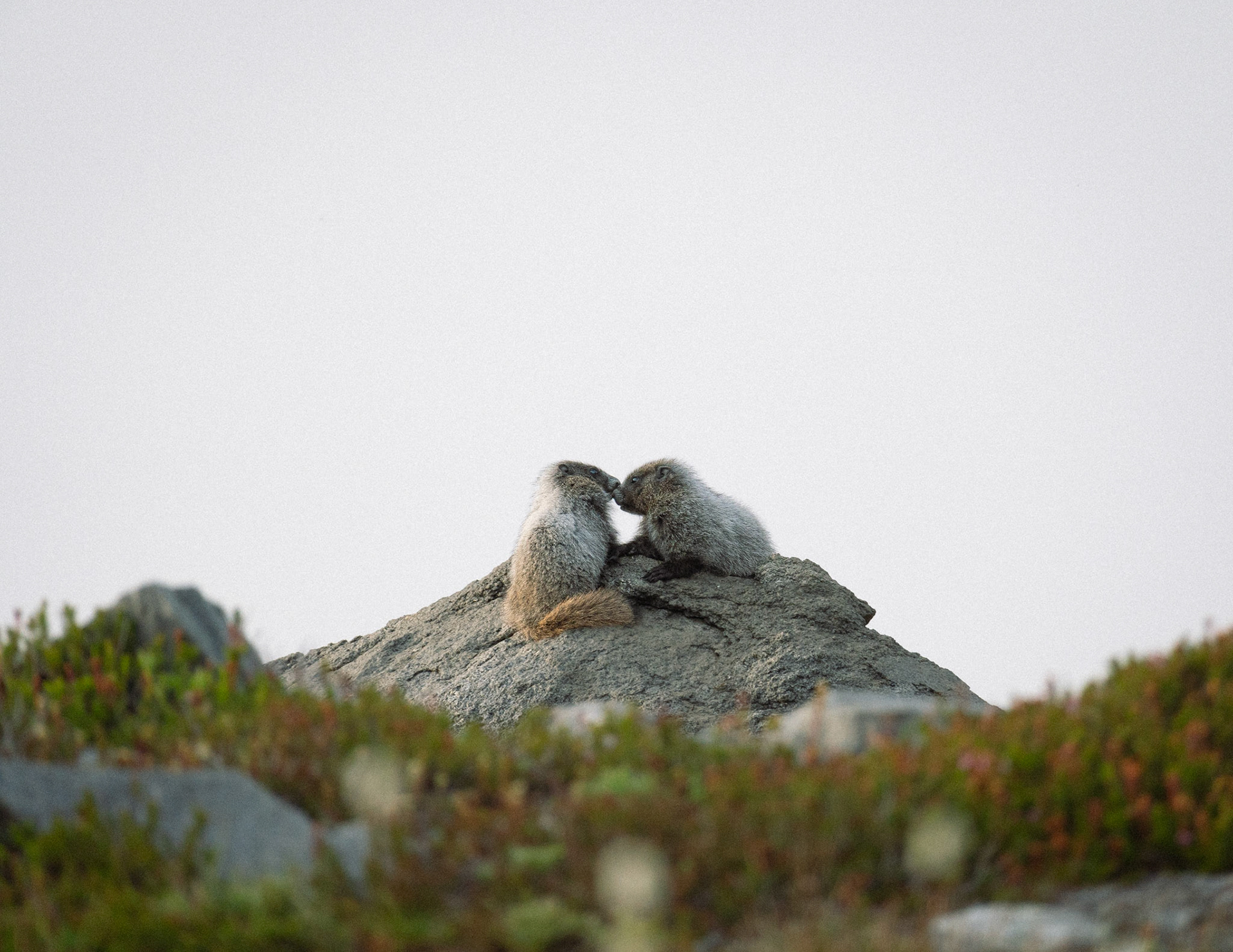 2 Marmots