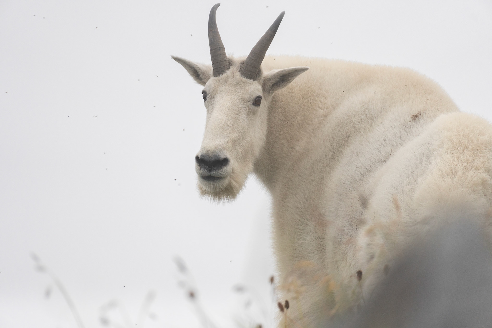 Thic ass goat