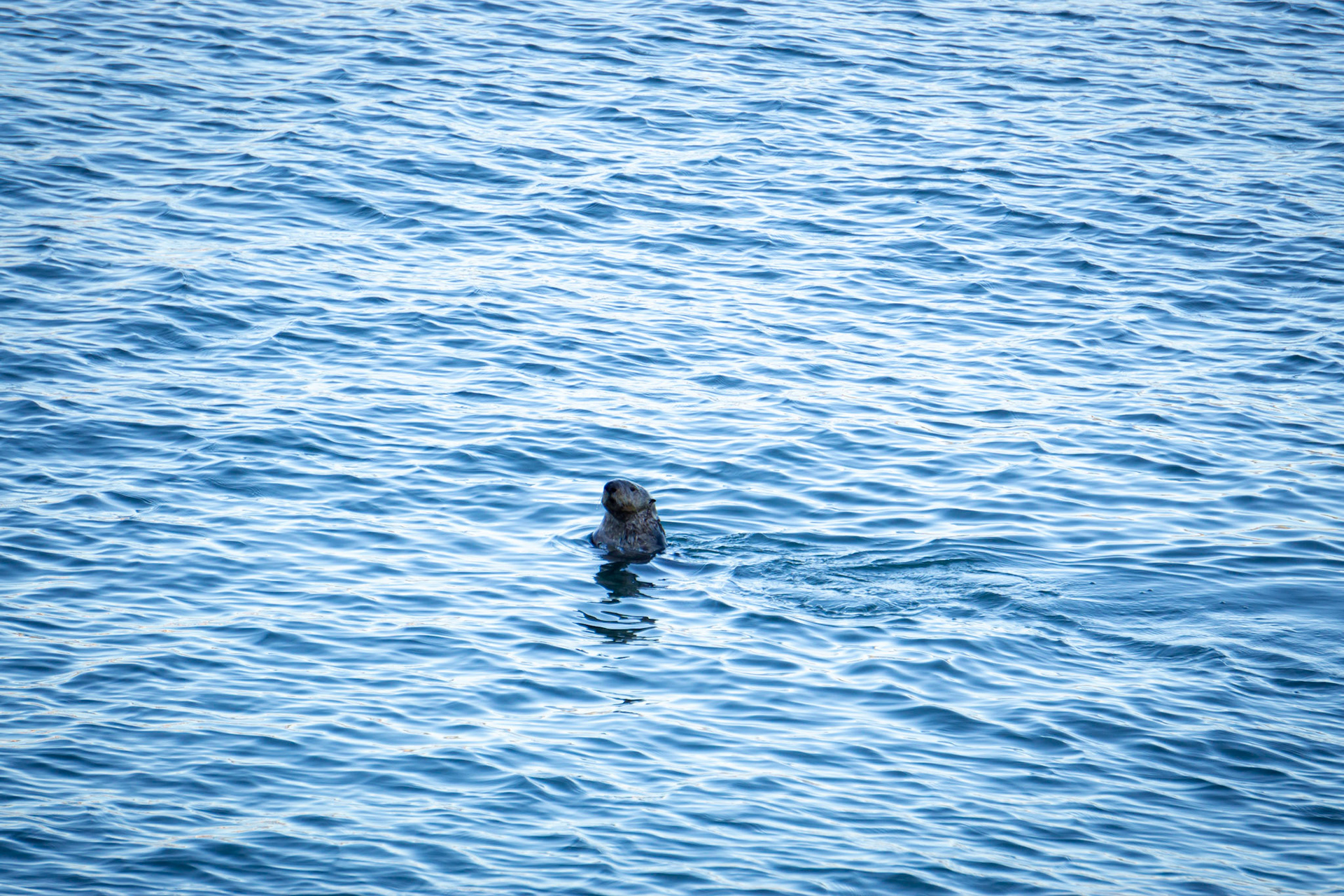 Sea Otter at Avila Beach