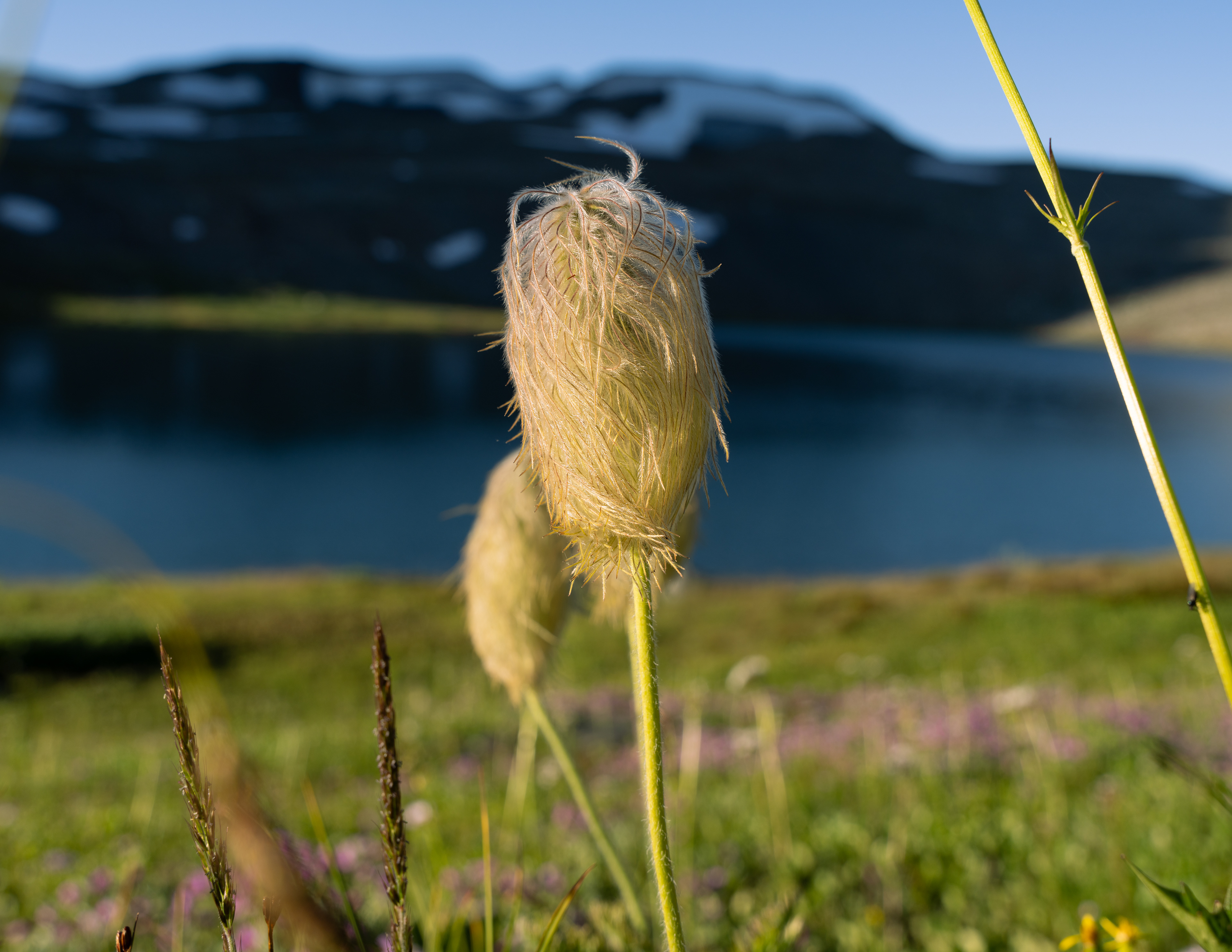 Pasque Flower